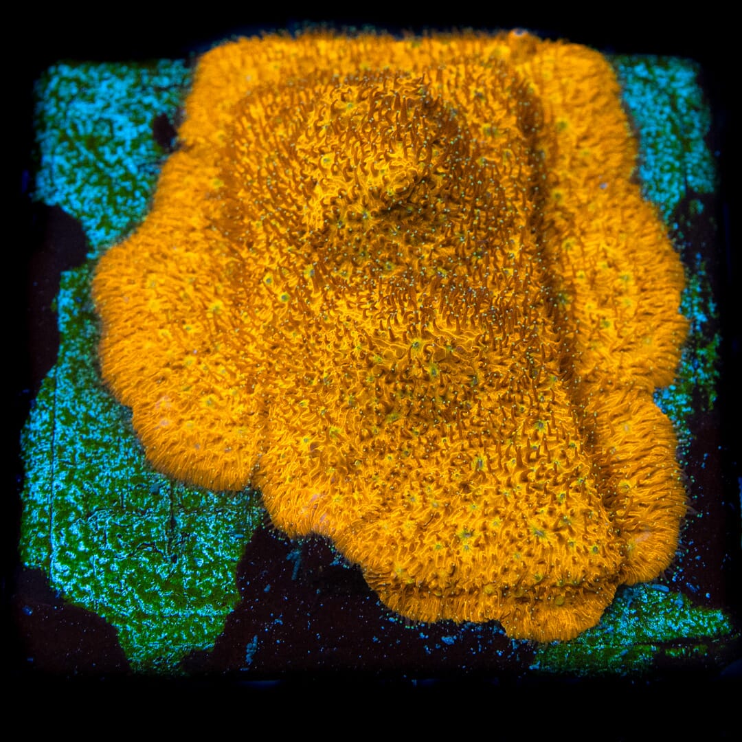 Lithophyllon