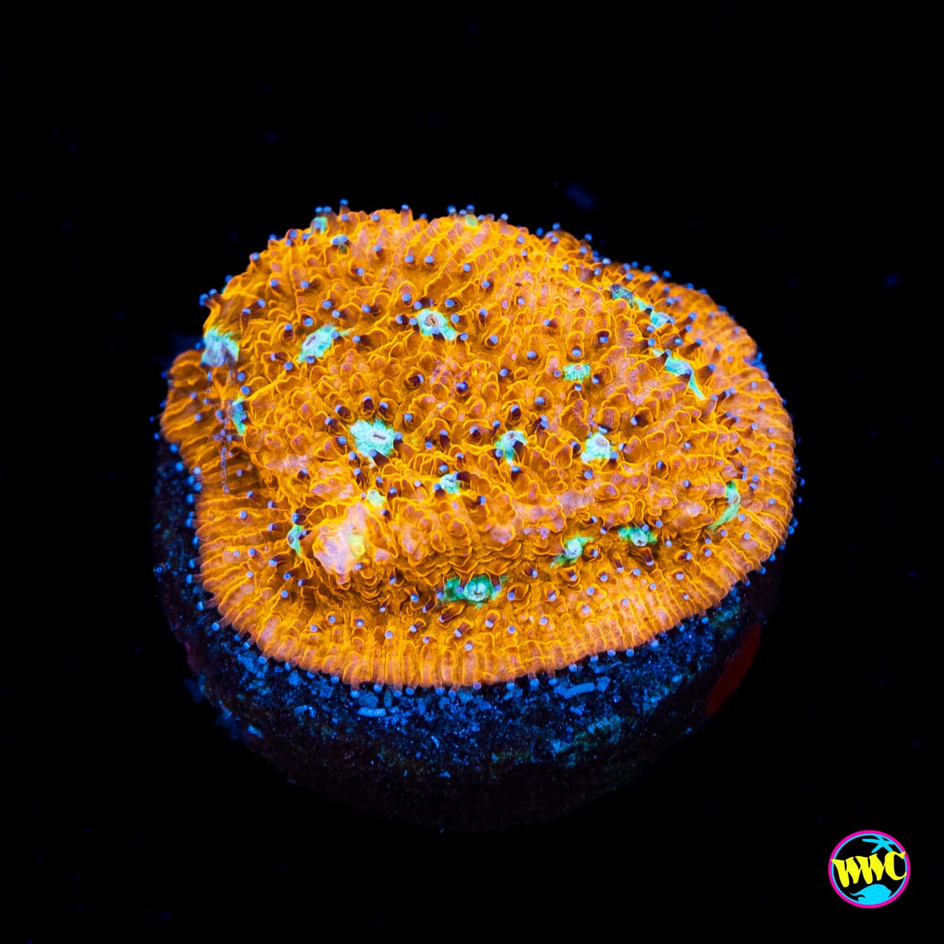 Lithophyllon