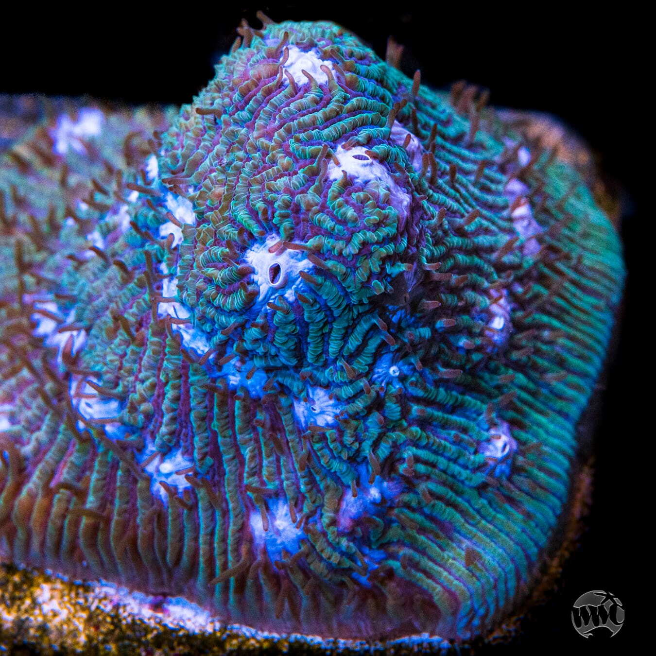 Lithophyllon