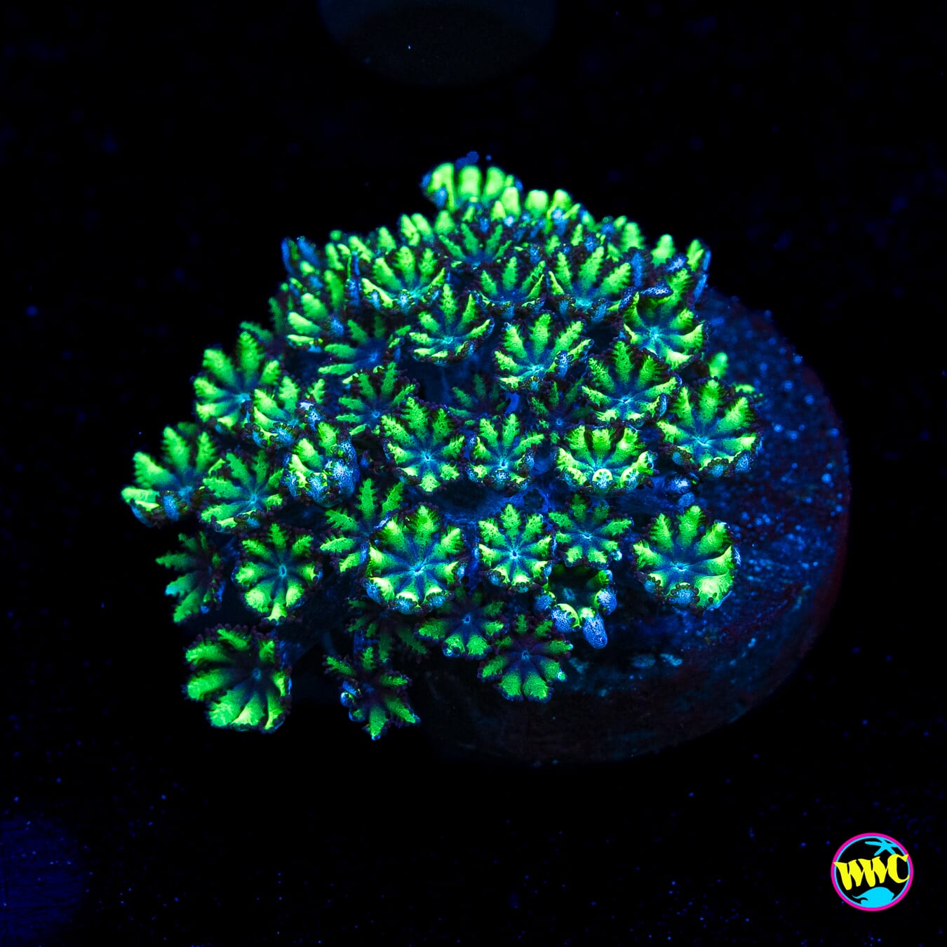 WWC Blue Sympodium