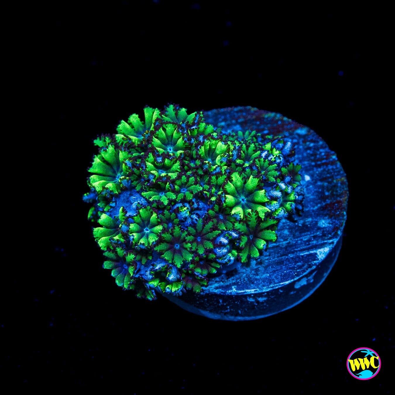 WWC Blue Sympodium