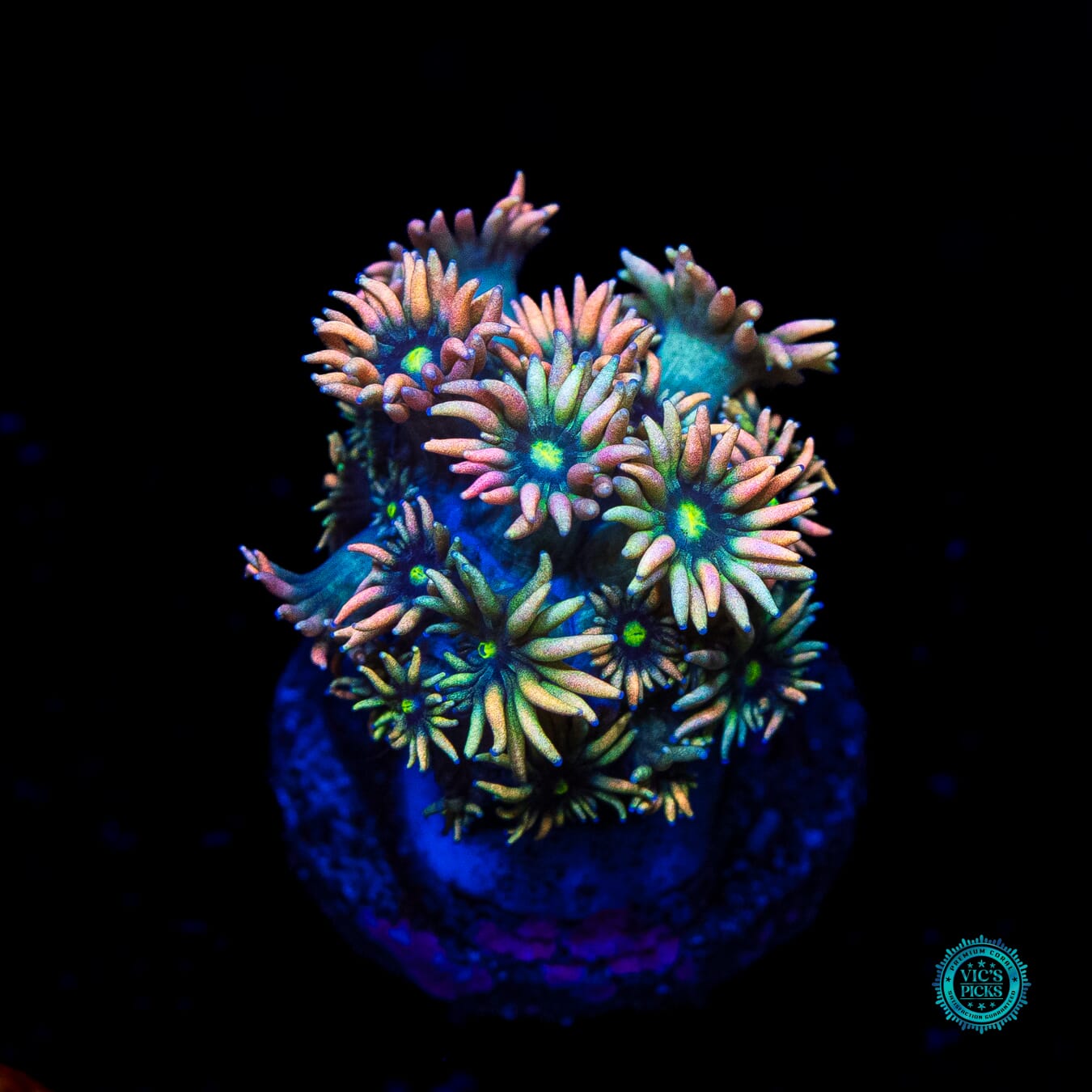 Goniopora djiboutiensis