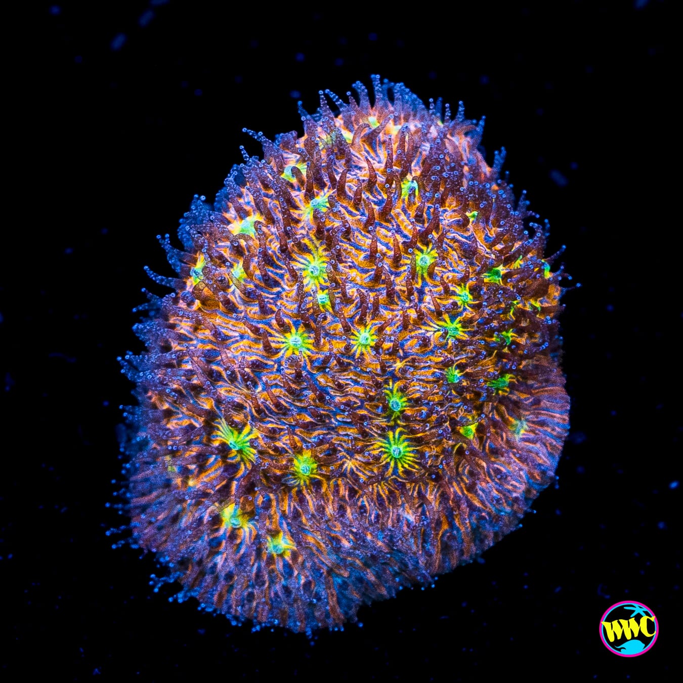 WWC C3PO Lithophyllon