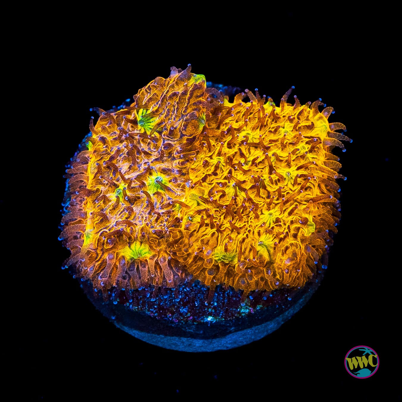 WWC C3PO Lithophyllon
