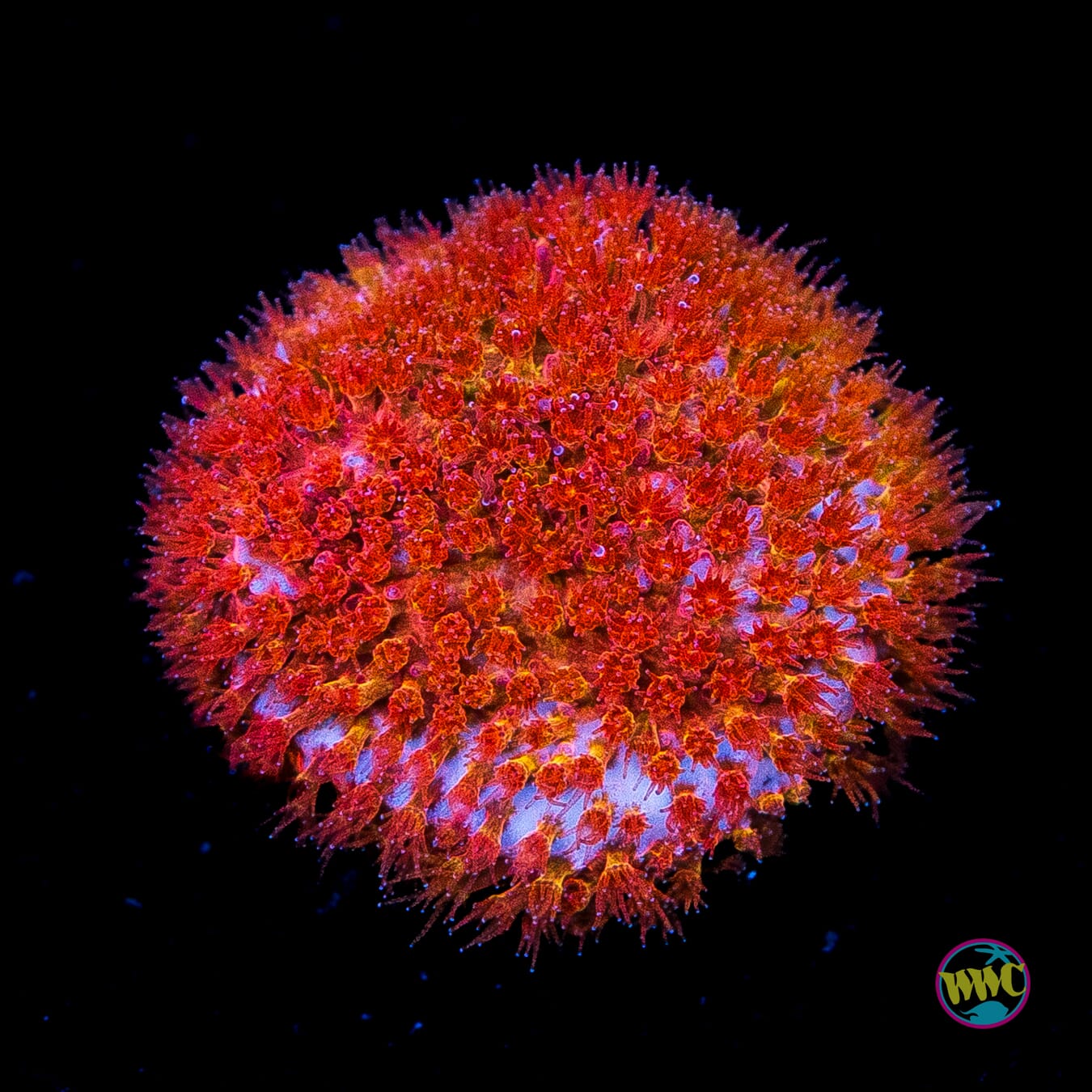 WWC Crimson Stylocoeniella