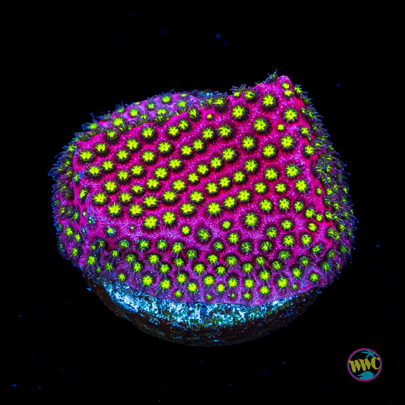 WWC Electric Daisy Stylocoeniella