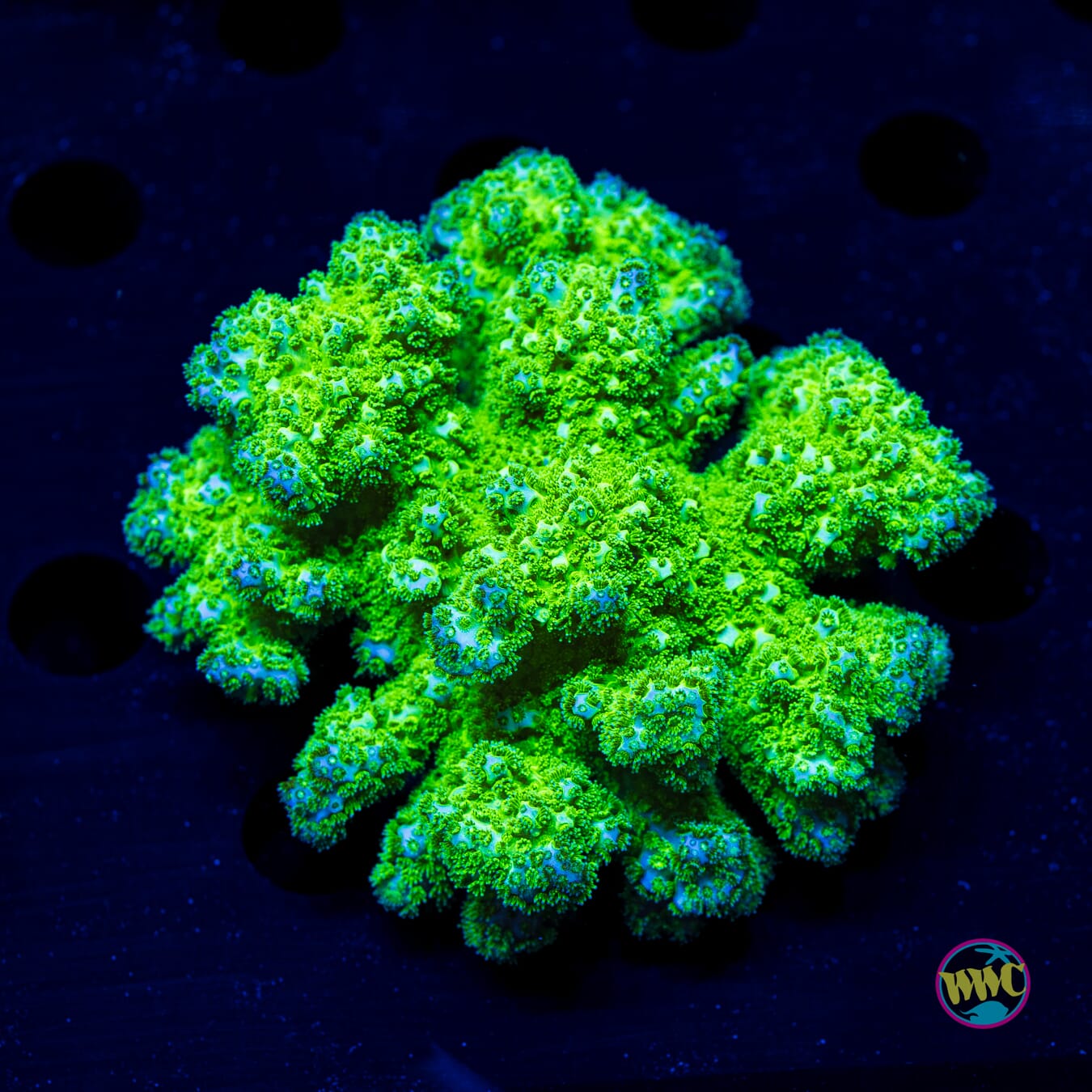 WWC Fallout Pocillopora