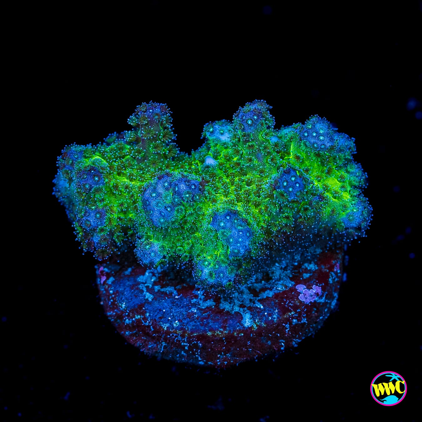 WWC Fallout Pocillopora