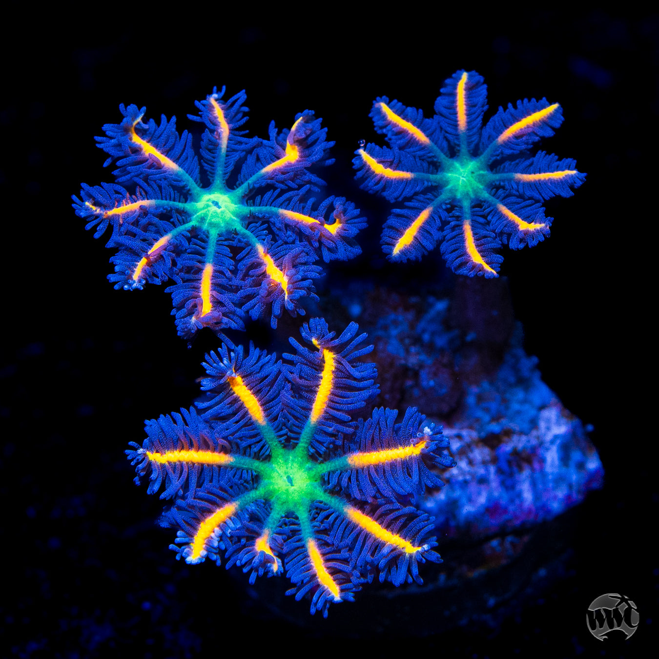Clavularia viridis