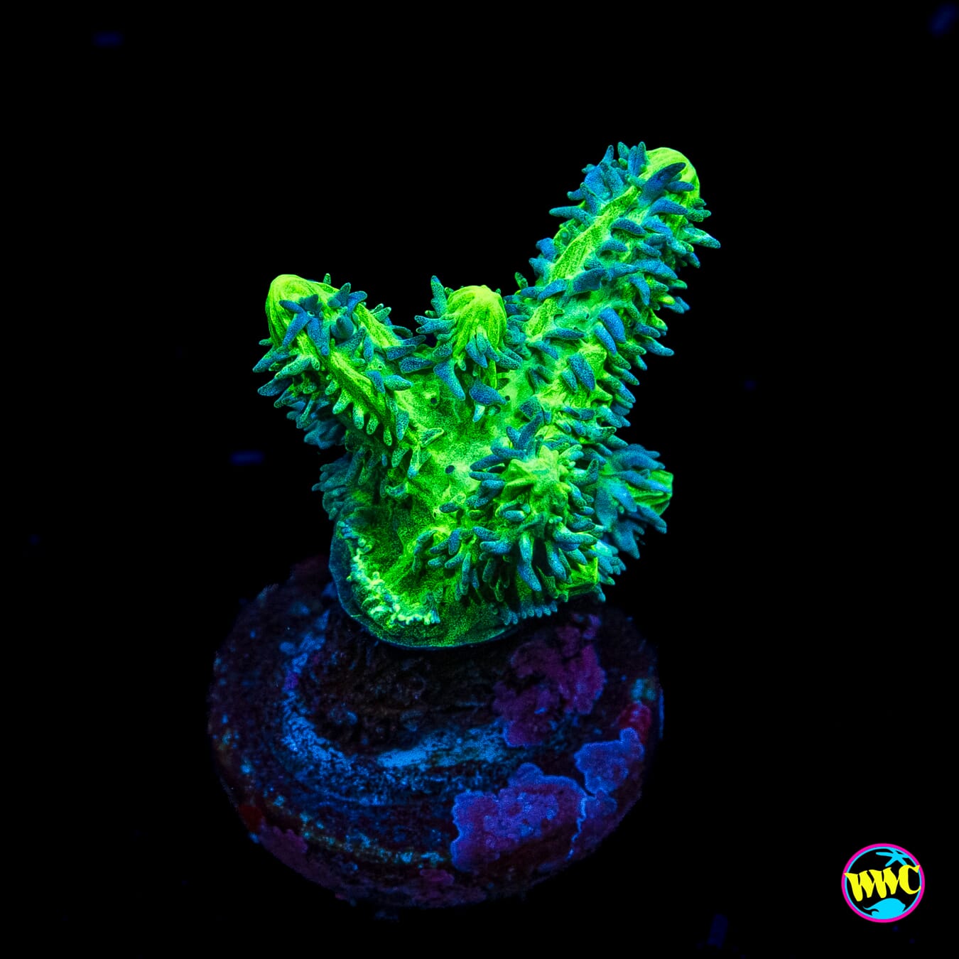 WWC Glowstick Hydnophora