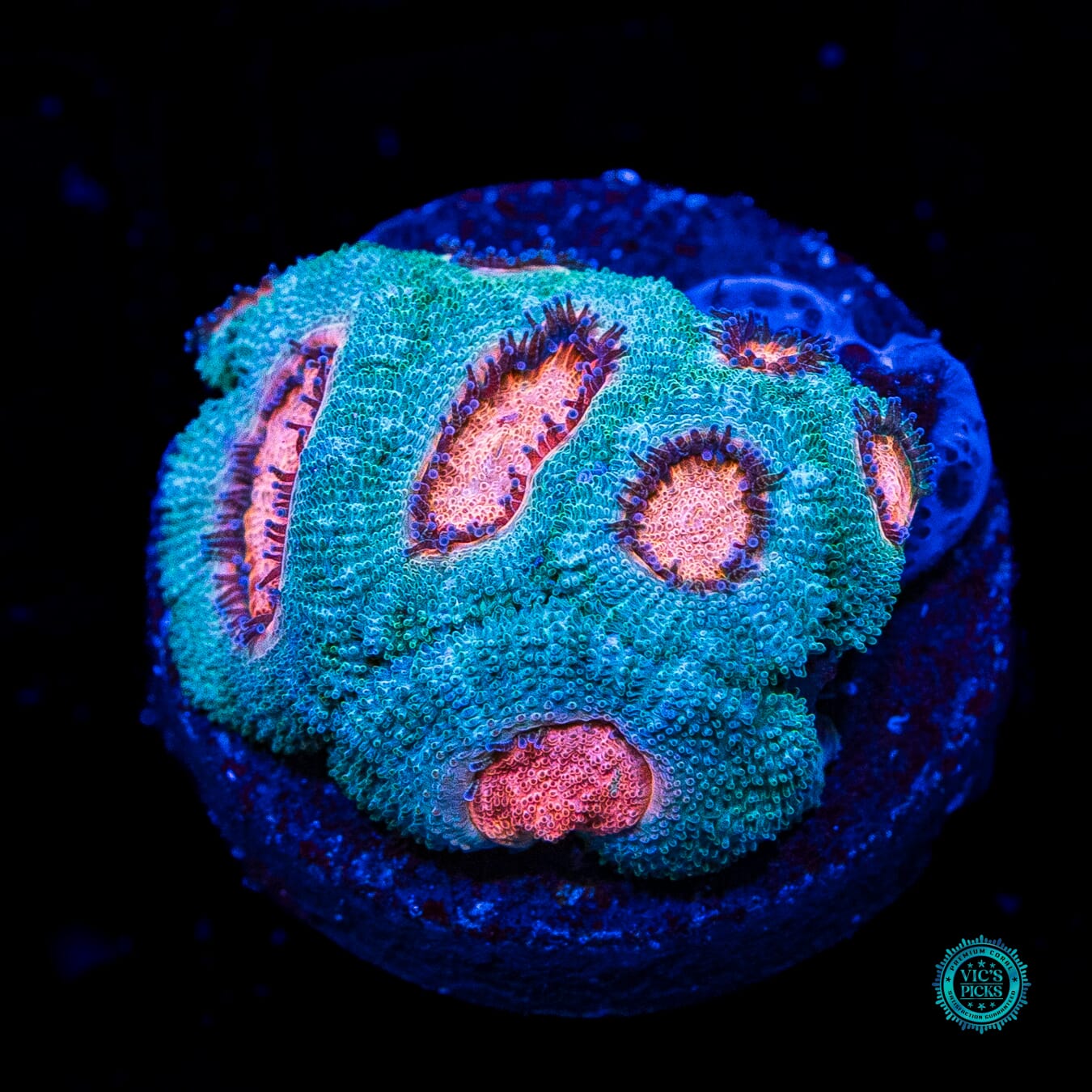WWC Hello Yeti Micromussa