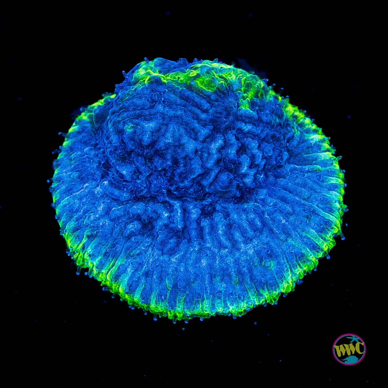WWC High Tide Lithophyllon