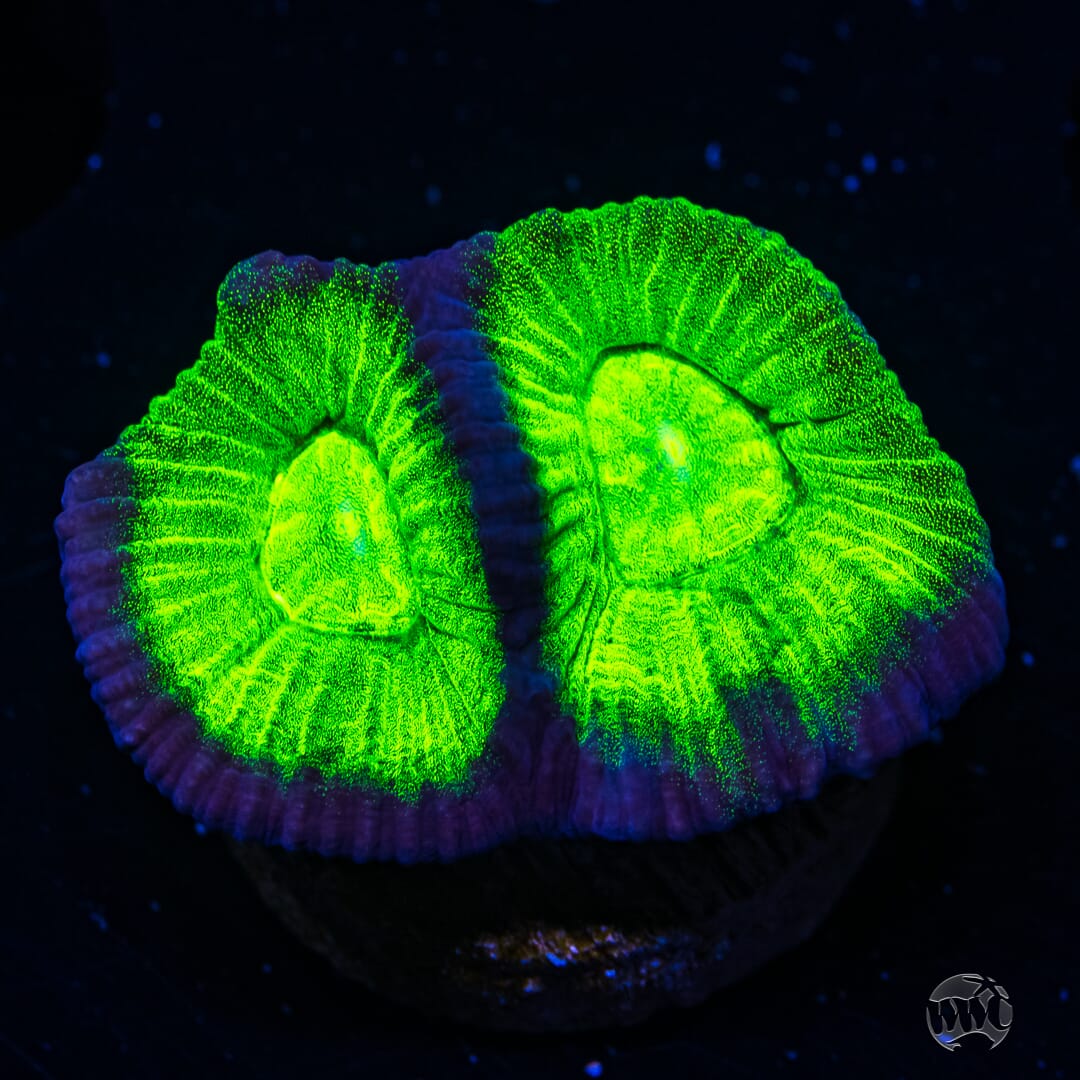 WWC Neon Goniastrea Coral
