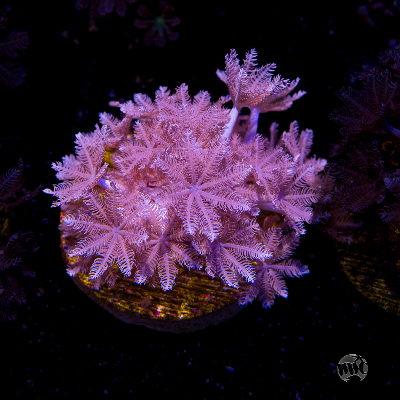 Xenia umbellata