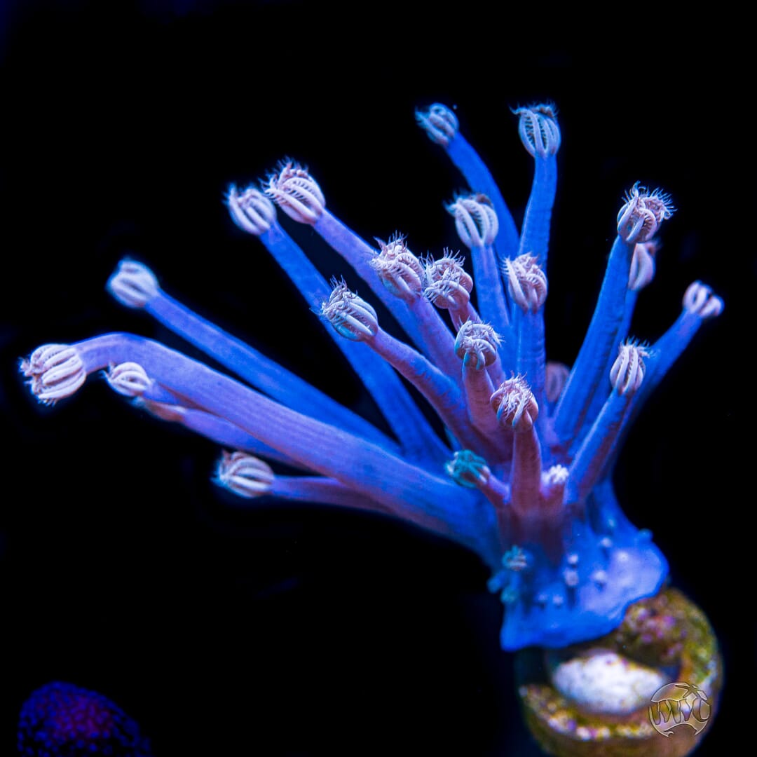 Cespitularia
