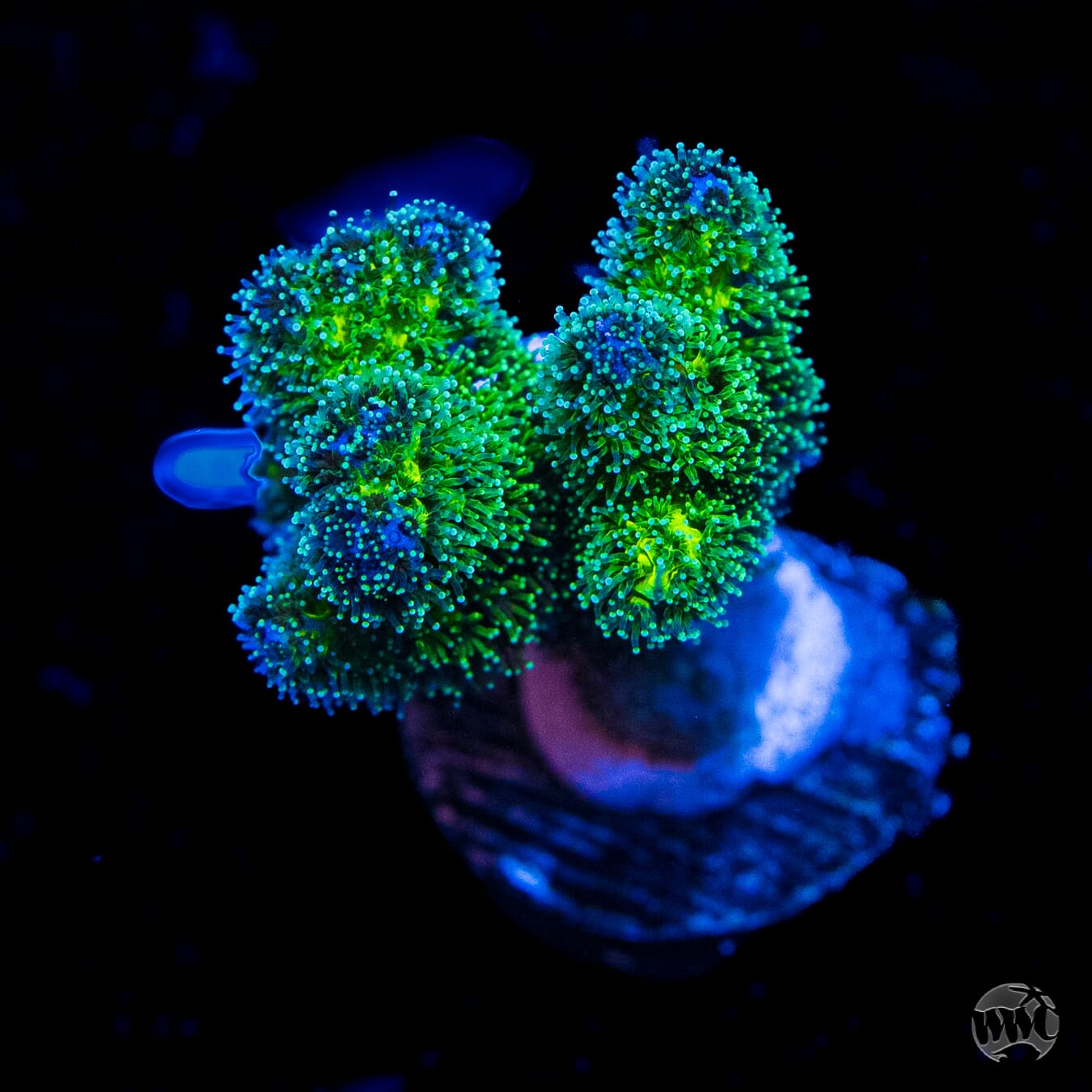 Pocillopora