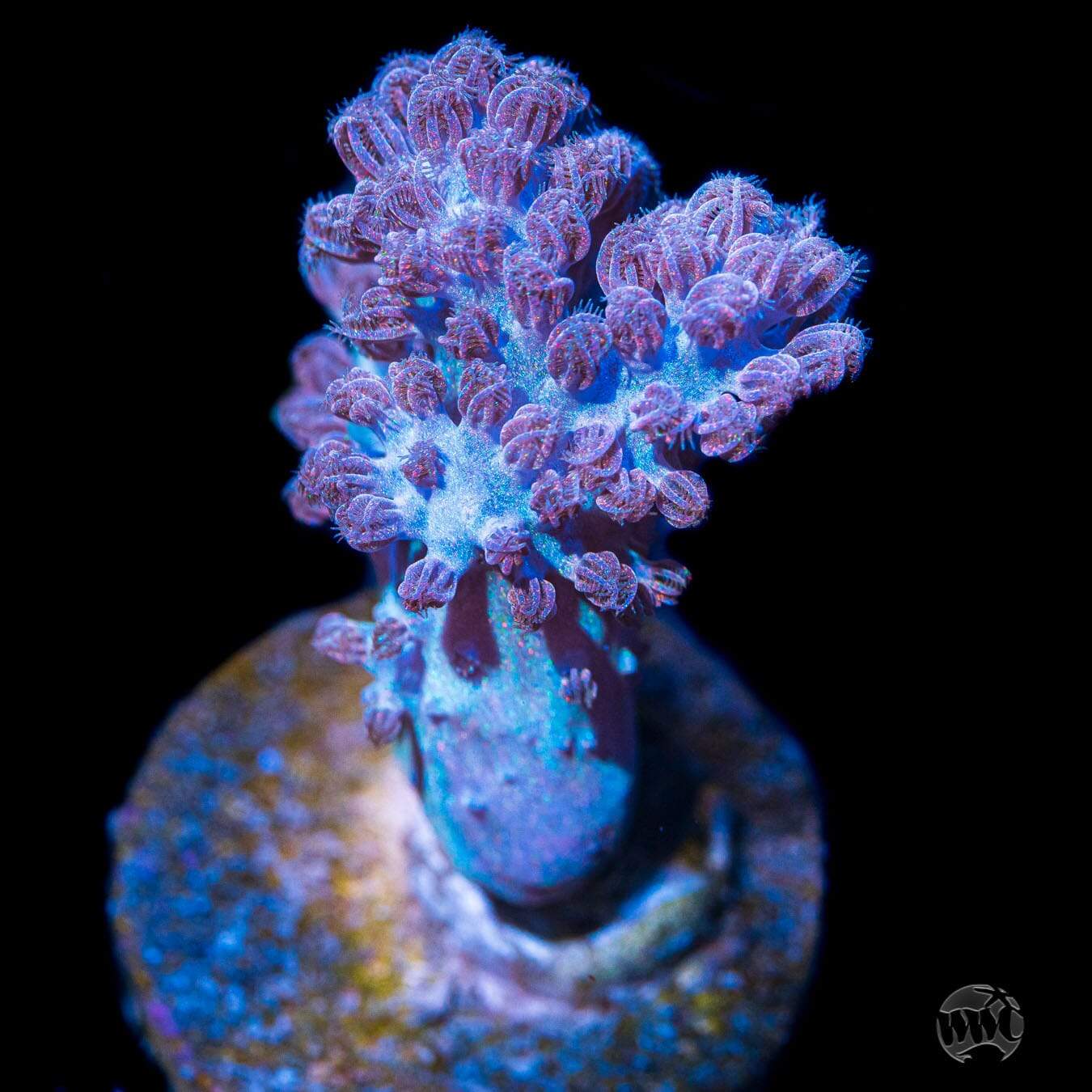 Cespitularia