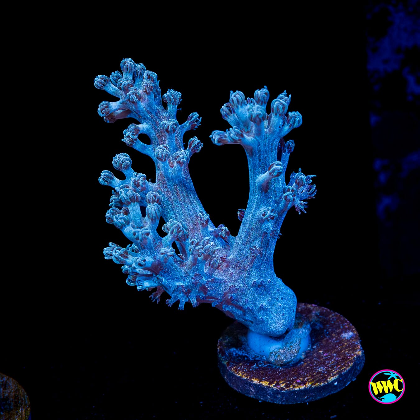 WWC Rainbow Sprinkles Cespitularia
