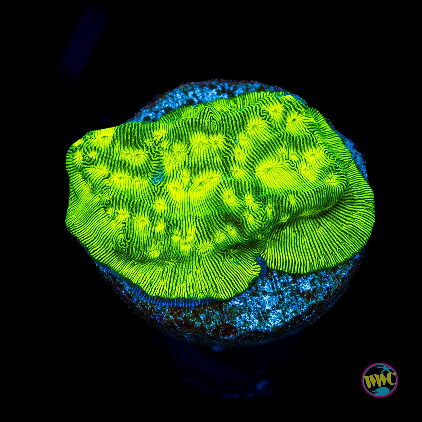 WWC Toxic Waste Leptoseris