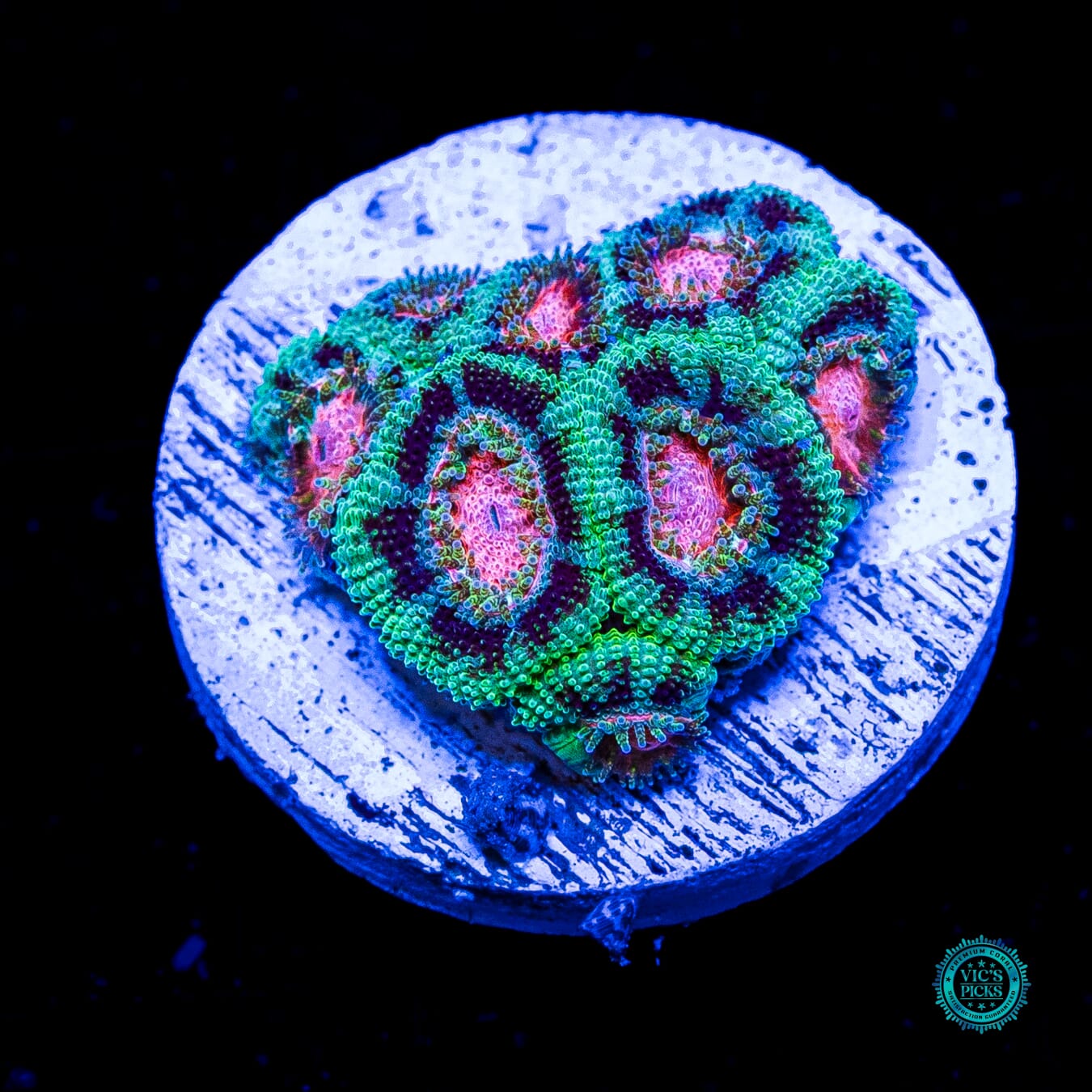 WWC Watermelon Sugar Micromussa