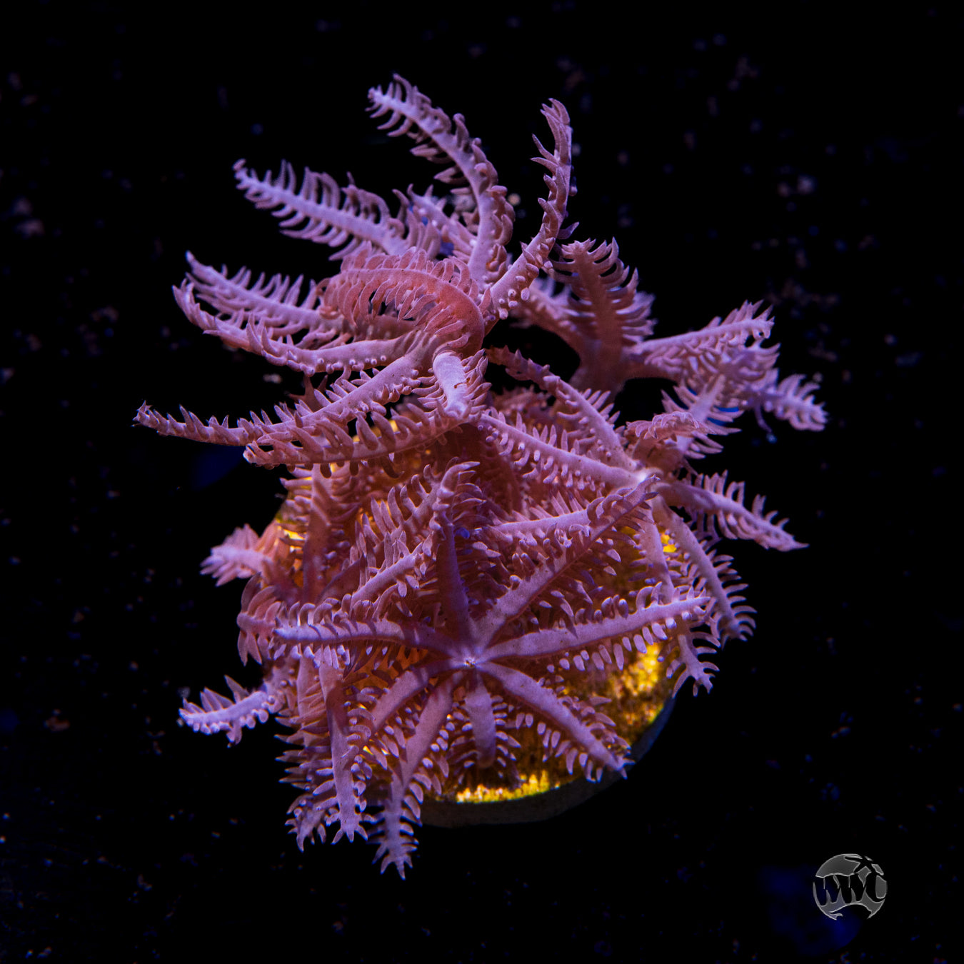 Anthelia glauca