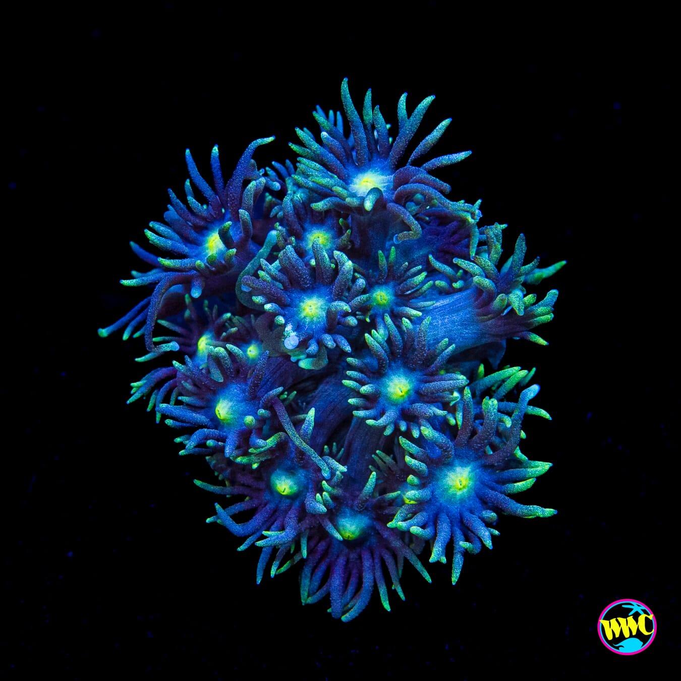 WWC Witches Finger Goniopora