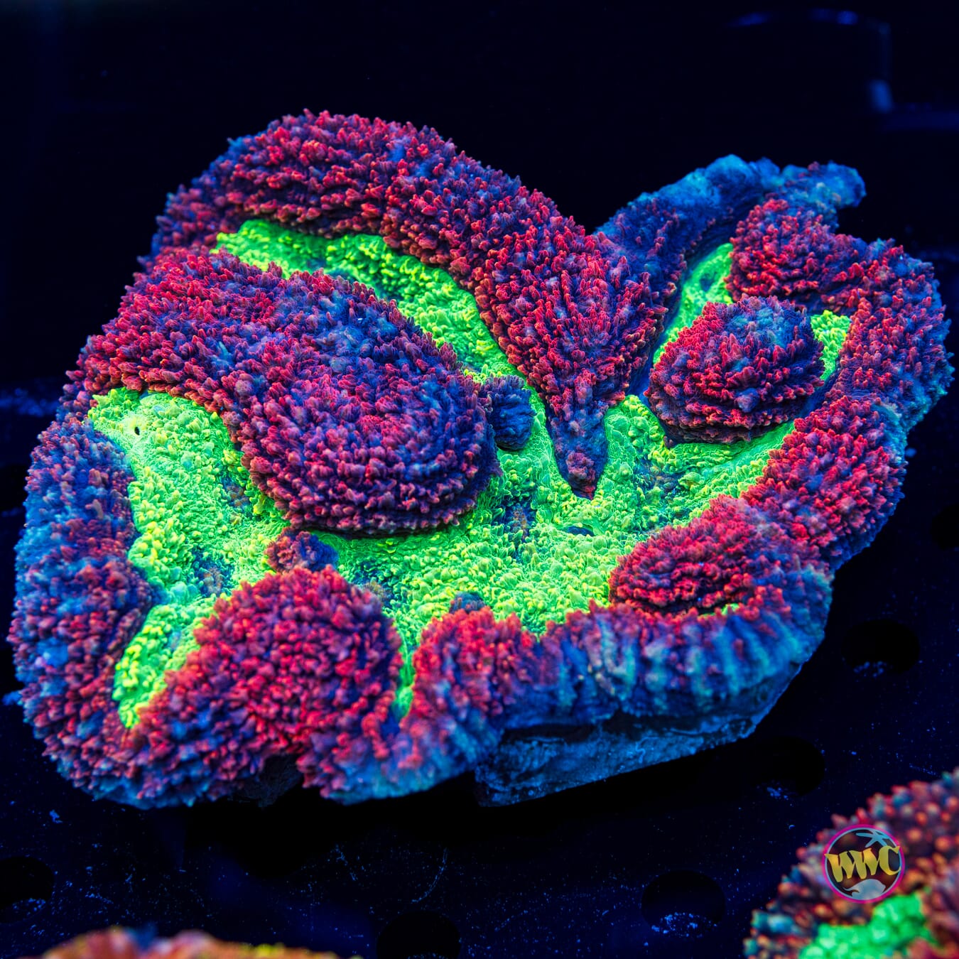 Lobophyllia radians