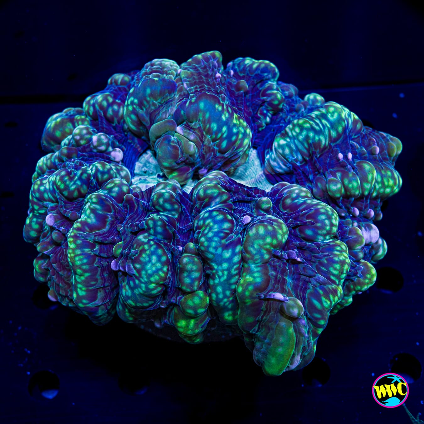 XL Swamp Monster Indophyllia