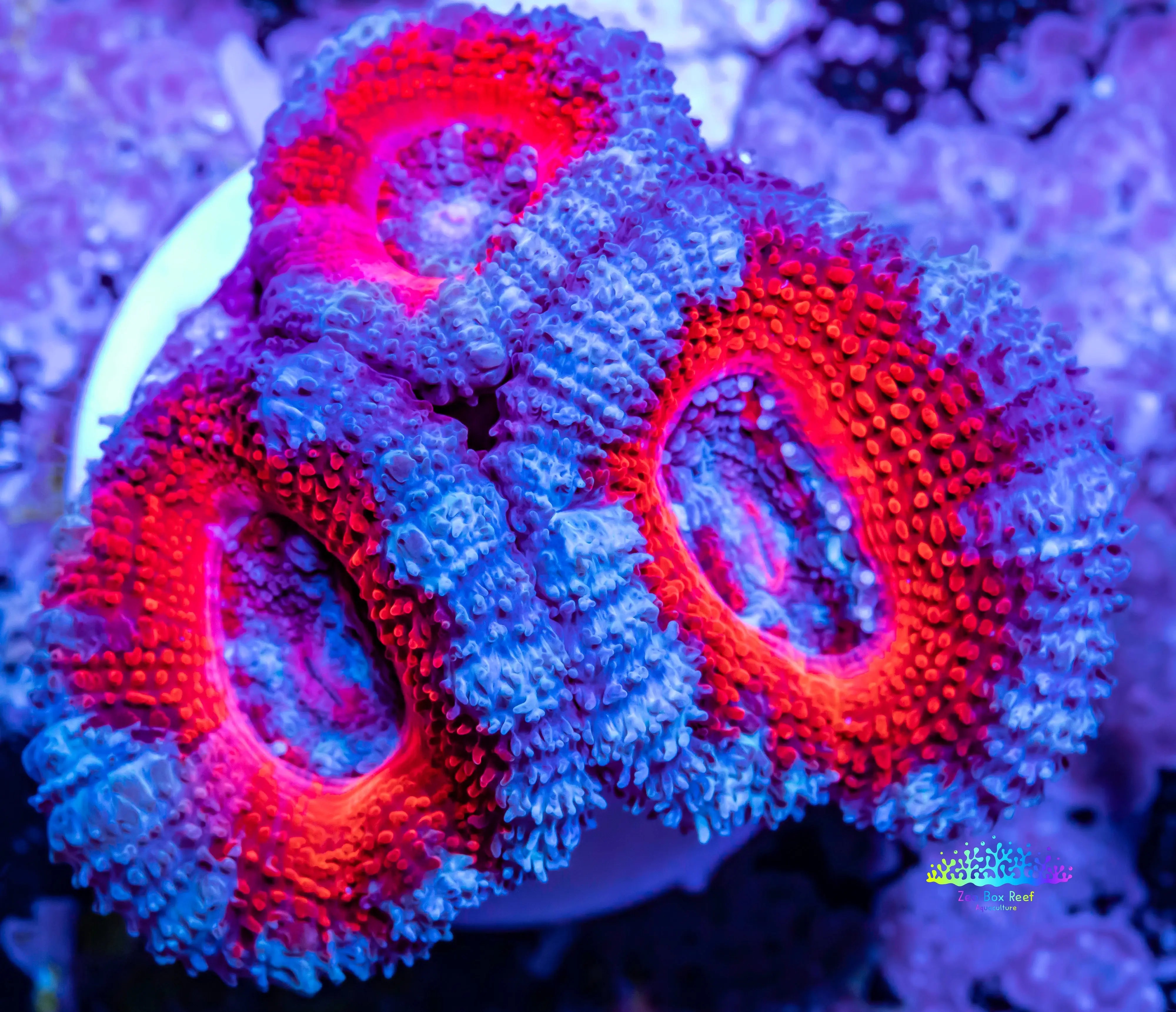 Acan Coral - Micromussa Lordhowensis - Ultra Acan Frag WYSIWYG