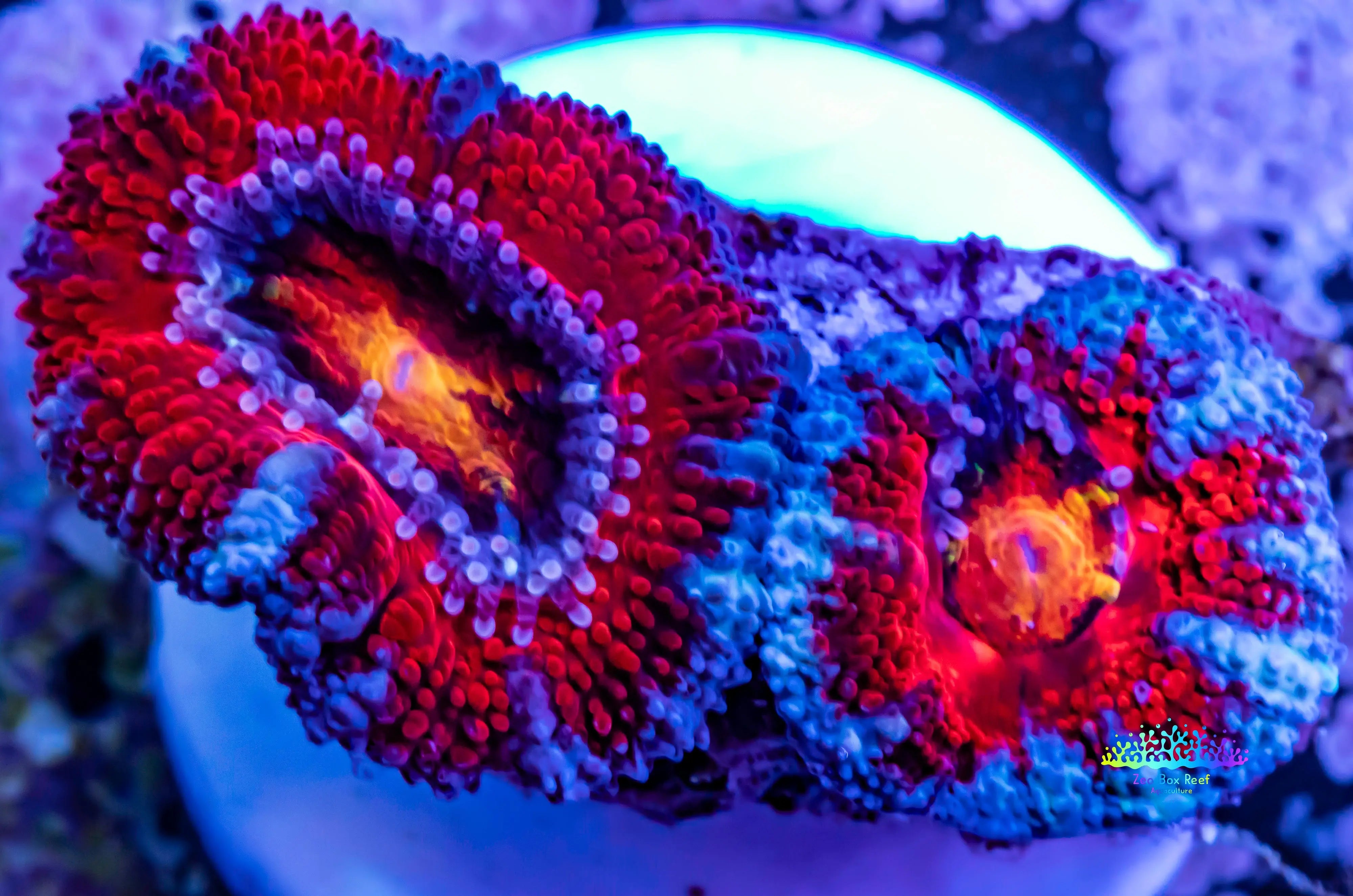 Acan Coral - Micromussa Lordhowensis - Ultra Acan Frag WYSIWYG