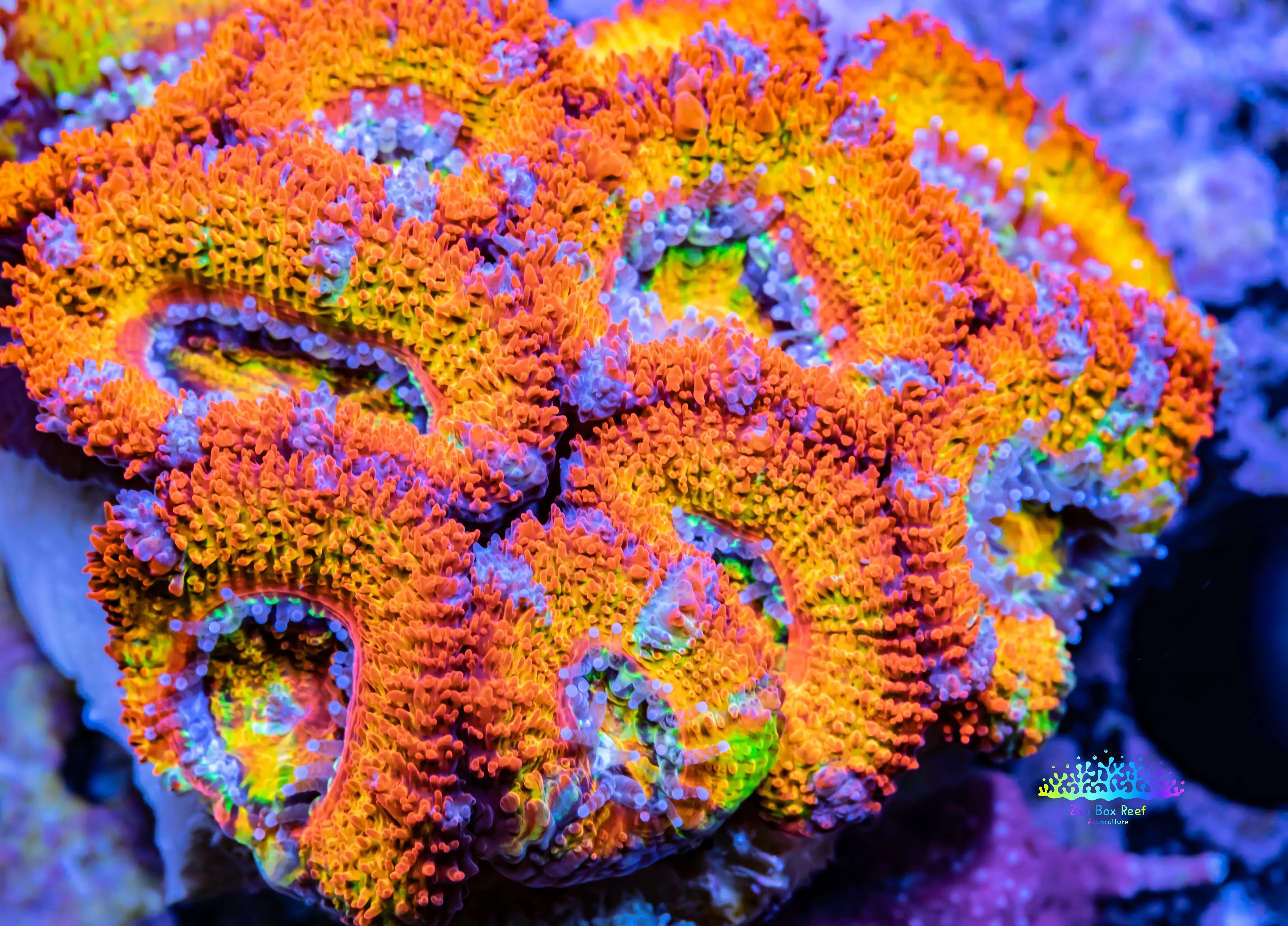 Acan Coral - Micromussa Lordhowensis - Ultra Rainbow🌈 Acan WYSIWYG 5cm
