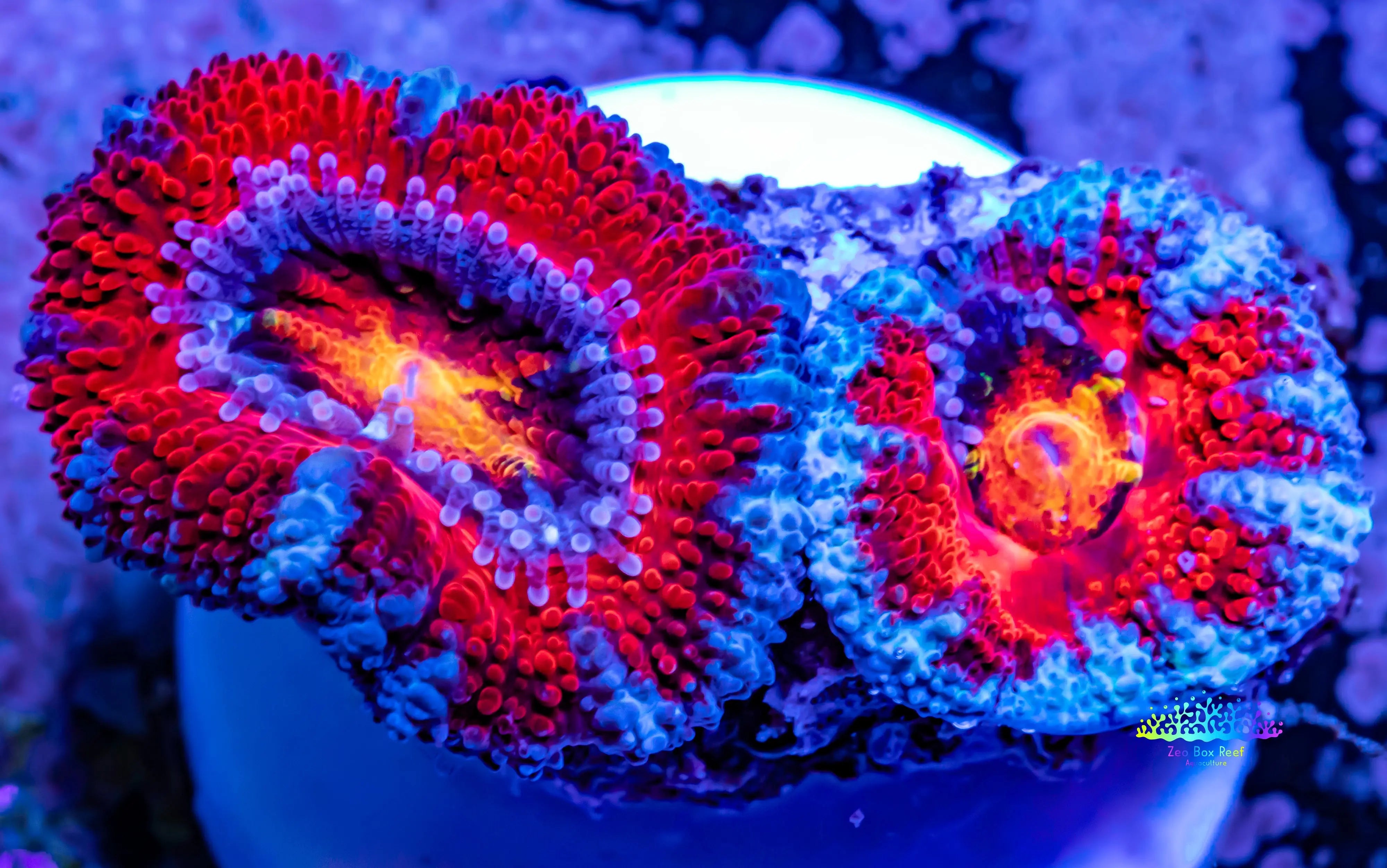 Acan Coral -Micromussa Lordhowensis-  Ultra Acan Frag WYSIWYG
