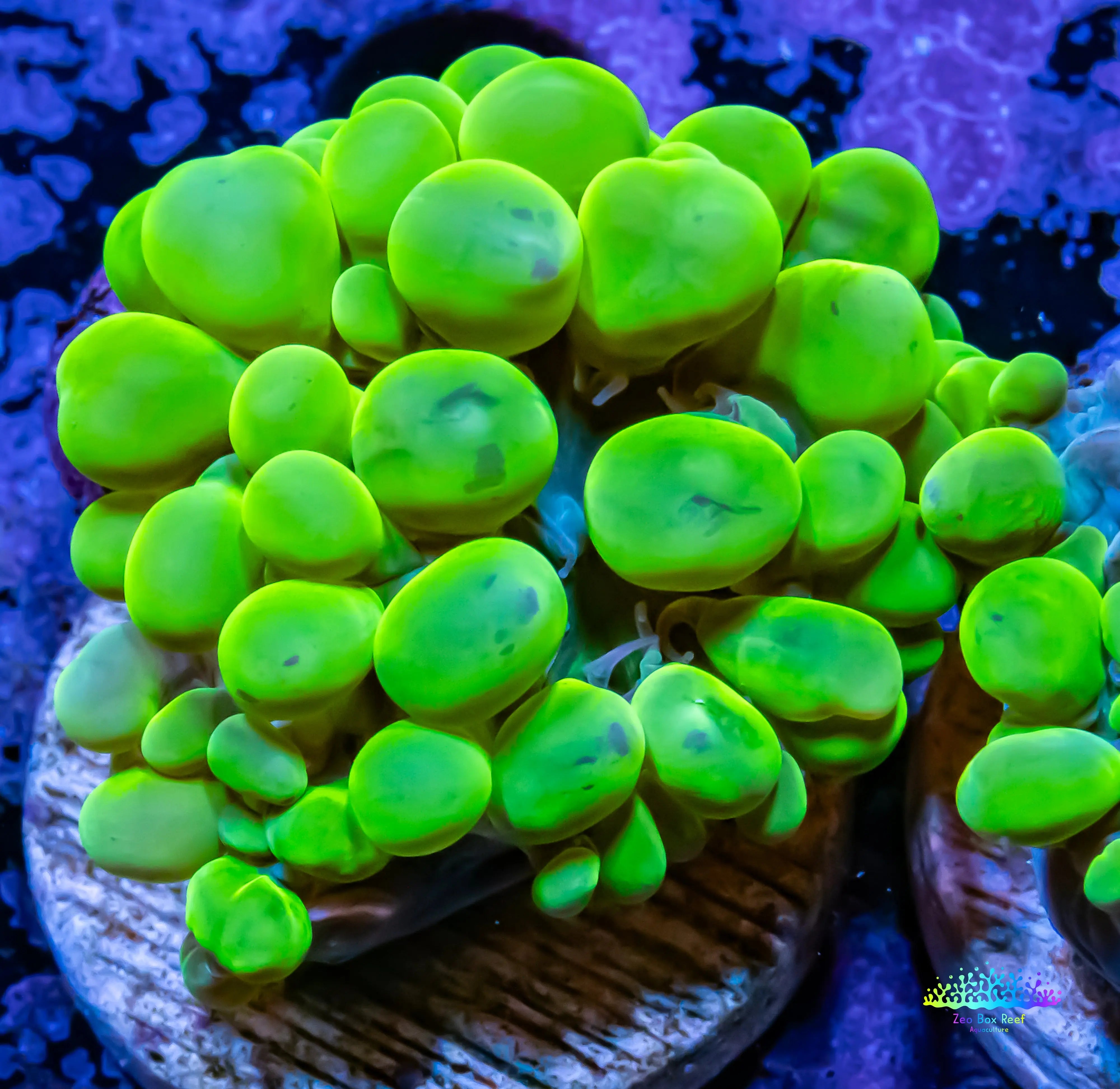 Bubble Coral Physogyra lichtensteini- Toxic Green Frag