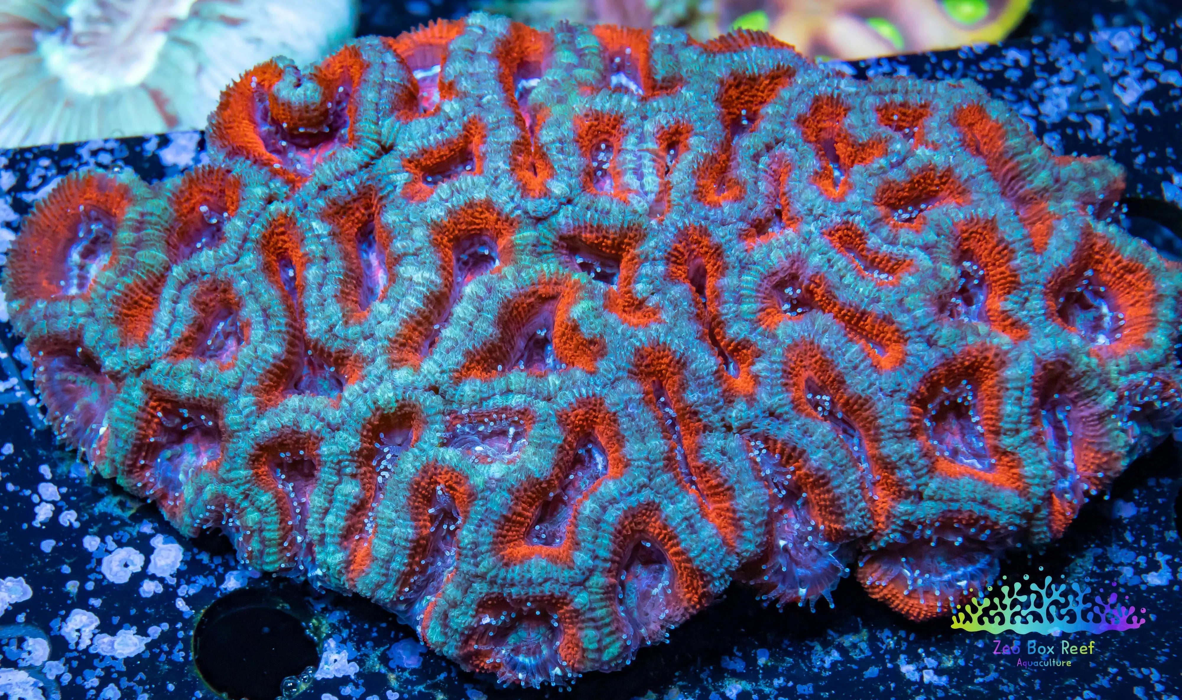 LPS -Acan- Lord- Micromussa lordhowensis -  Acan Colony WYSIWYG 11cm