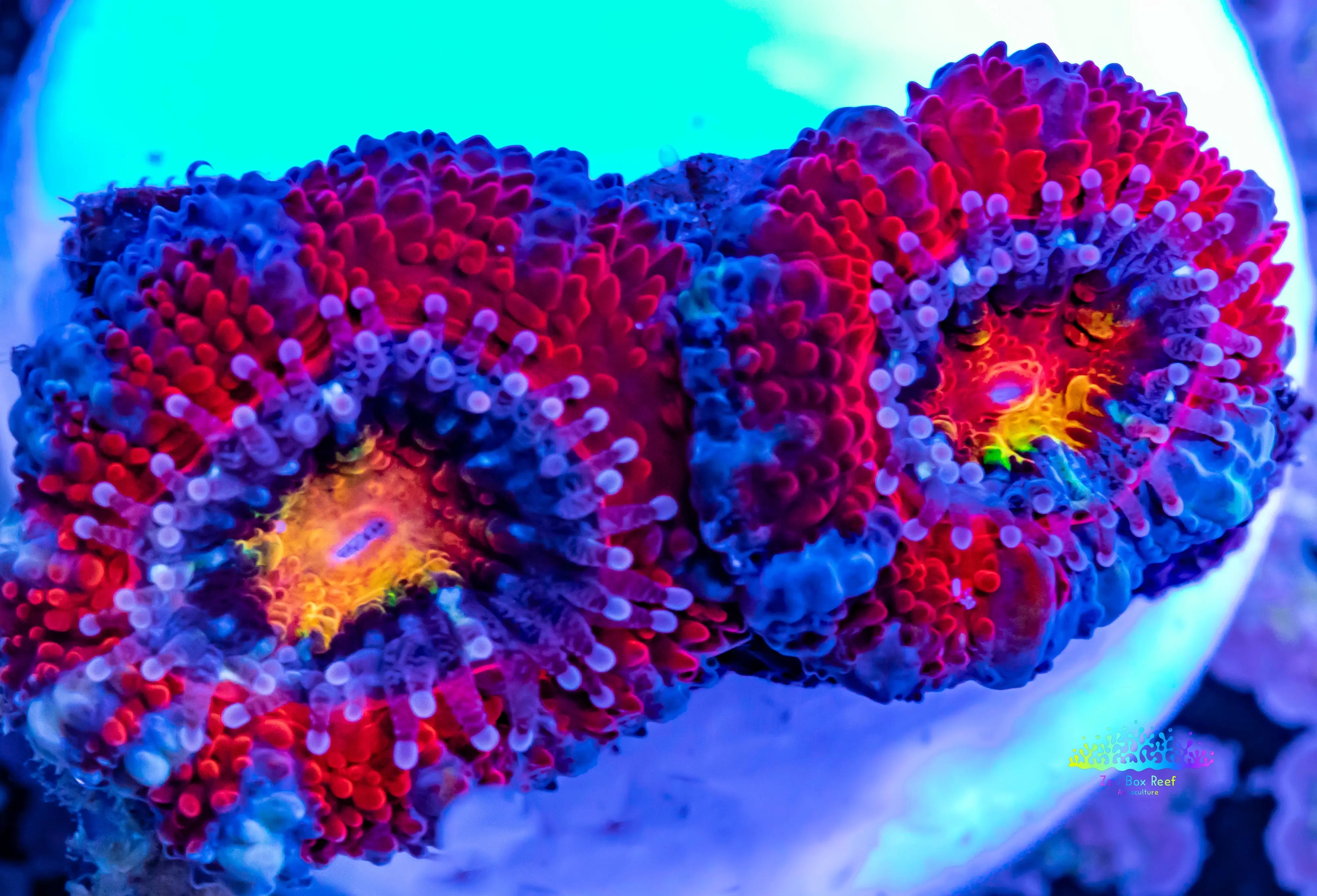 Acan Coral - Micromussa Lordhowensis - Ultra Acan Frag WYSIWYG