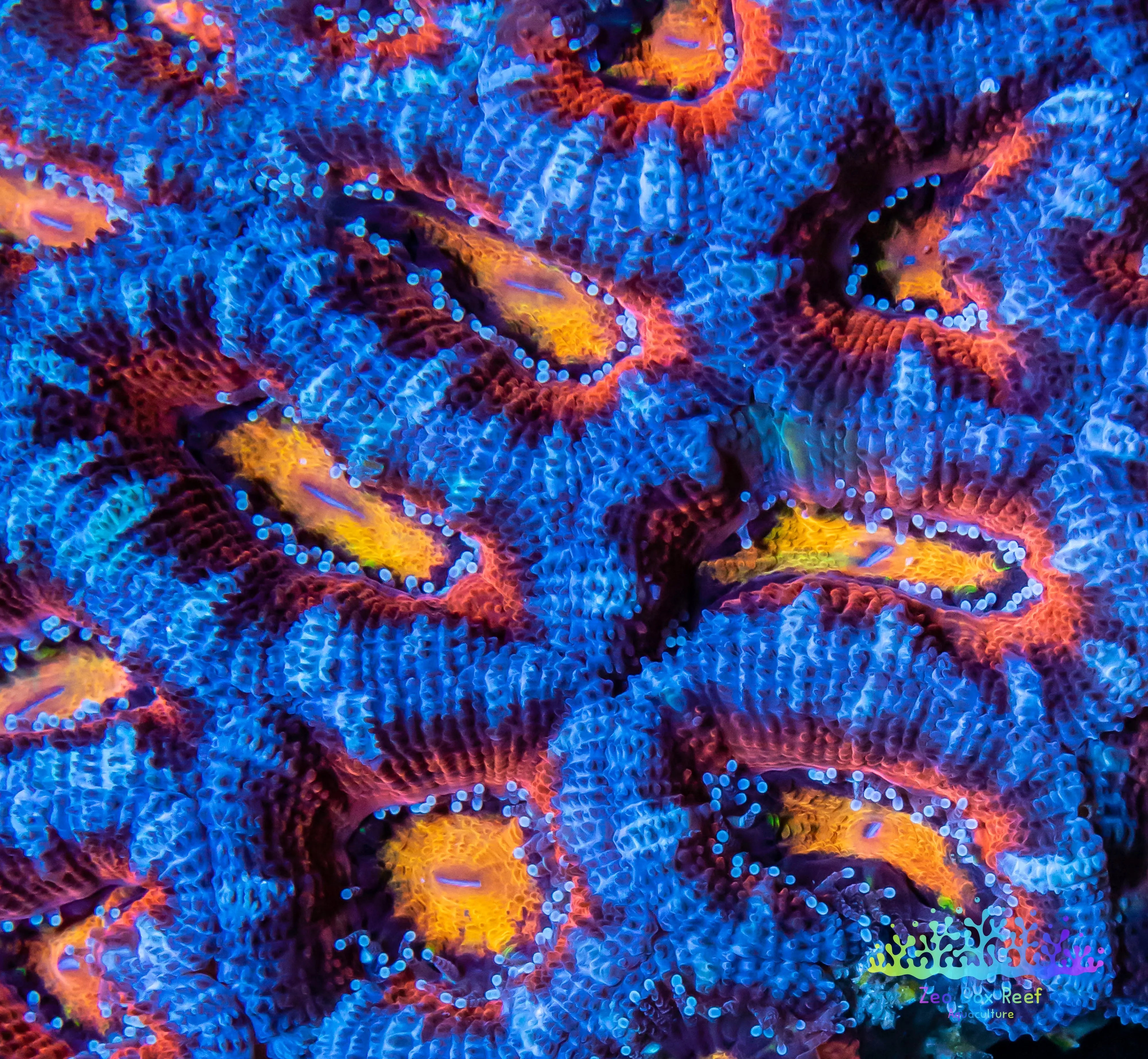LPS -Acan- Lord- LPS -Acan- Lord- Micromussa lordhowensis -  Acan Colony WYSIWYG 11cm lordhowensis - Ultr Rainbow 🌈🌈🌈Acan Colony WYSIWYG 10cm
