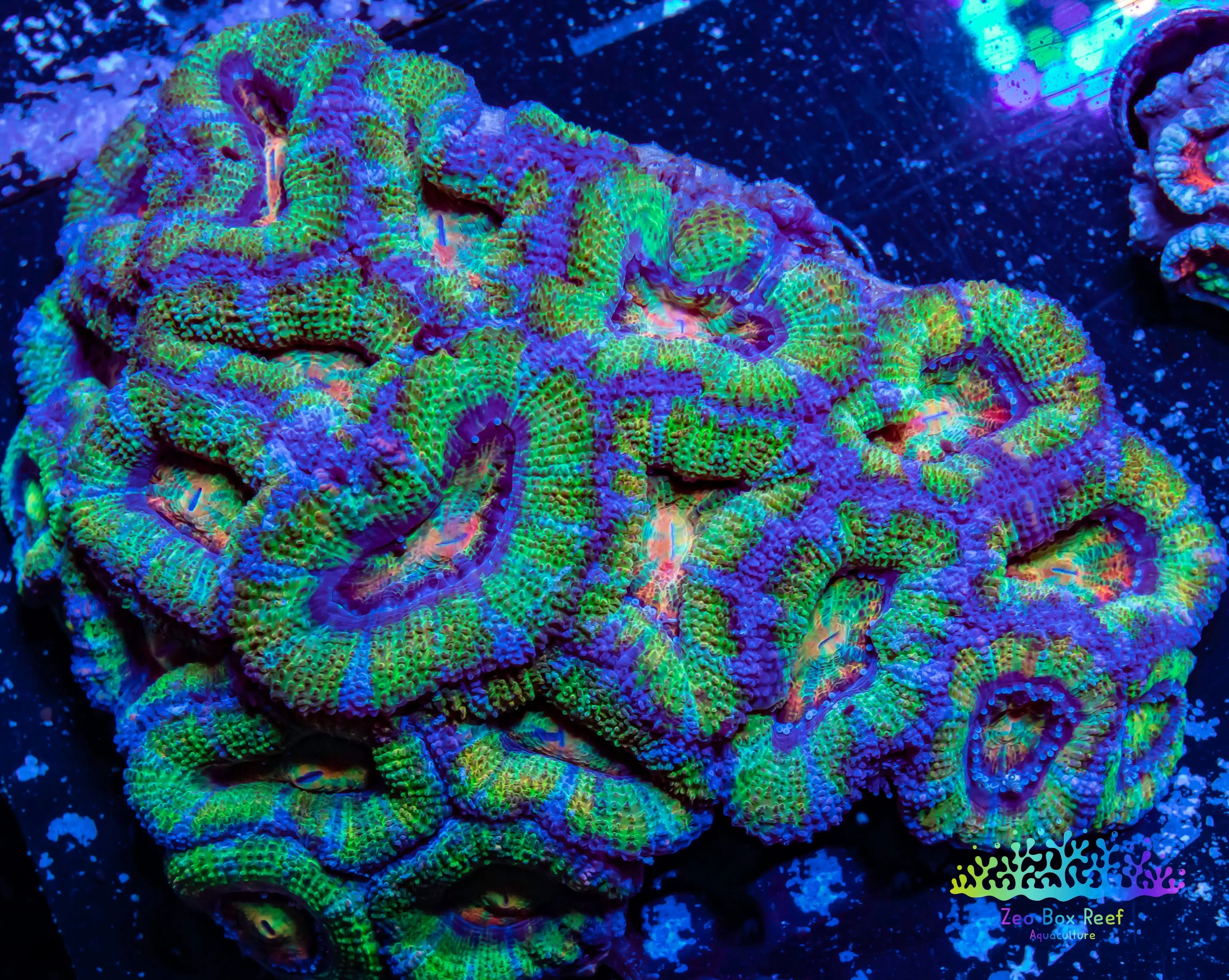 LPS -Acan Coral- Micromussa lordhowensis - Ultra Acan Colony WYSIWYG 8cm