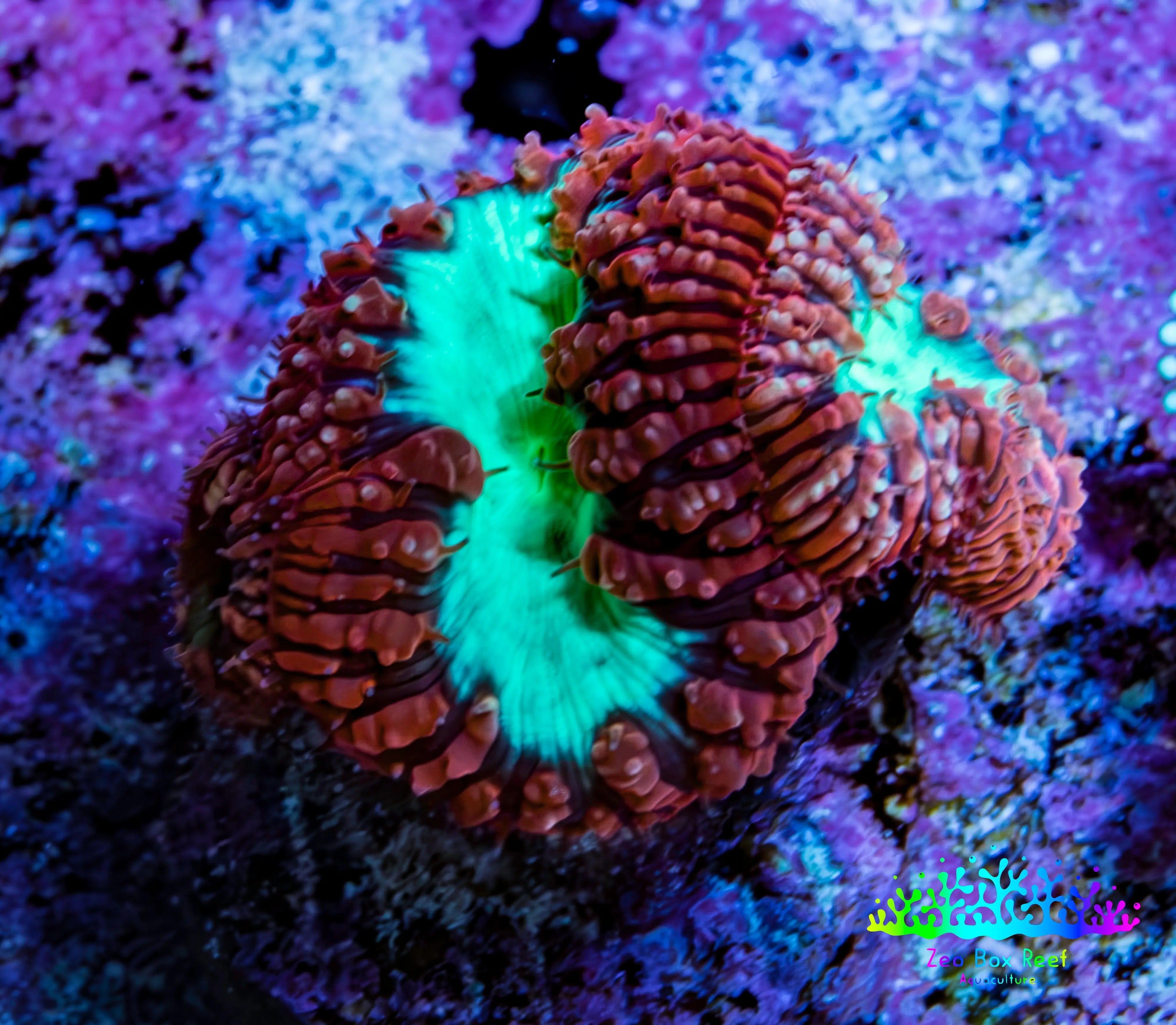 Ultra Blastomussa Wellsi Coral Frag WYSIWYG A1R4B2