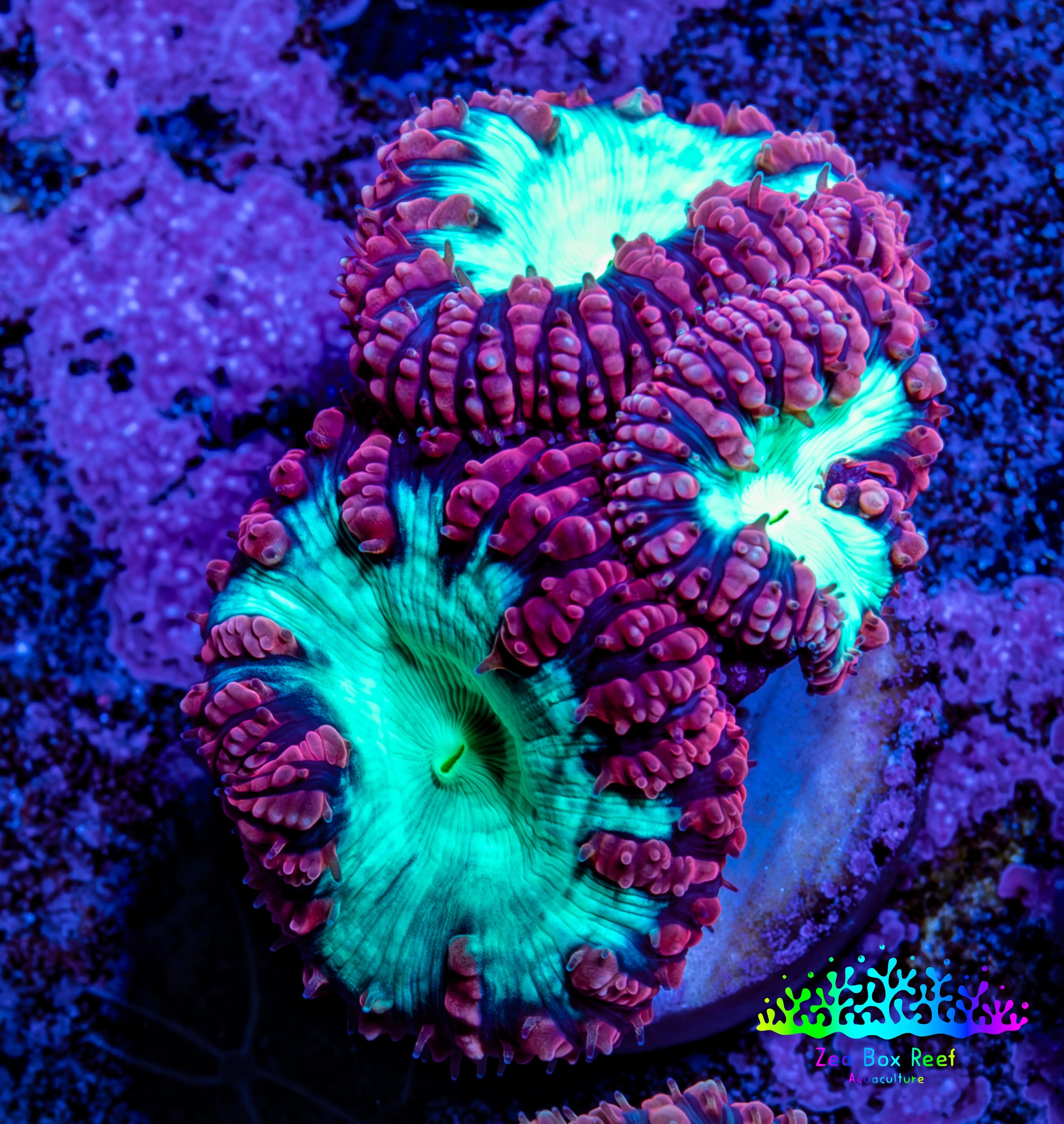 Ultra Blastomussa Wellsi Coral Frag WYSIWYG A1R4B2