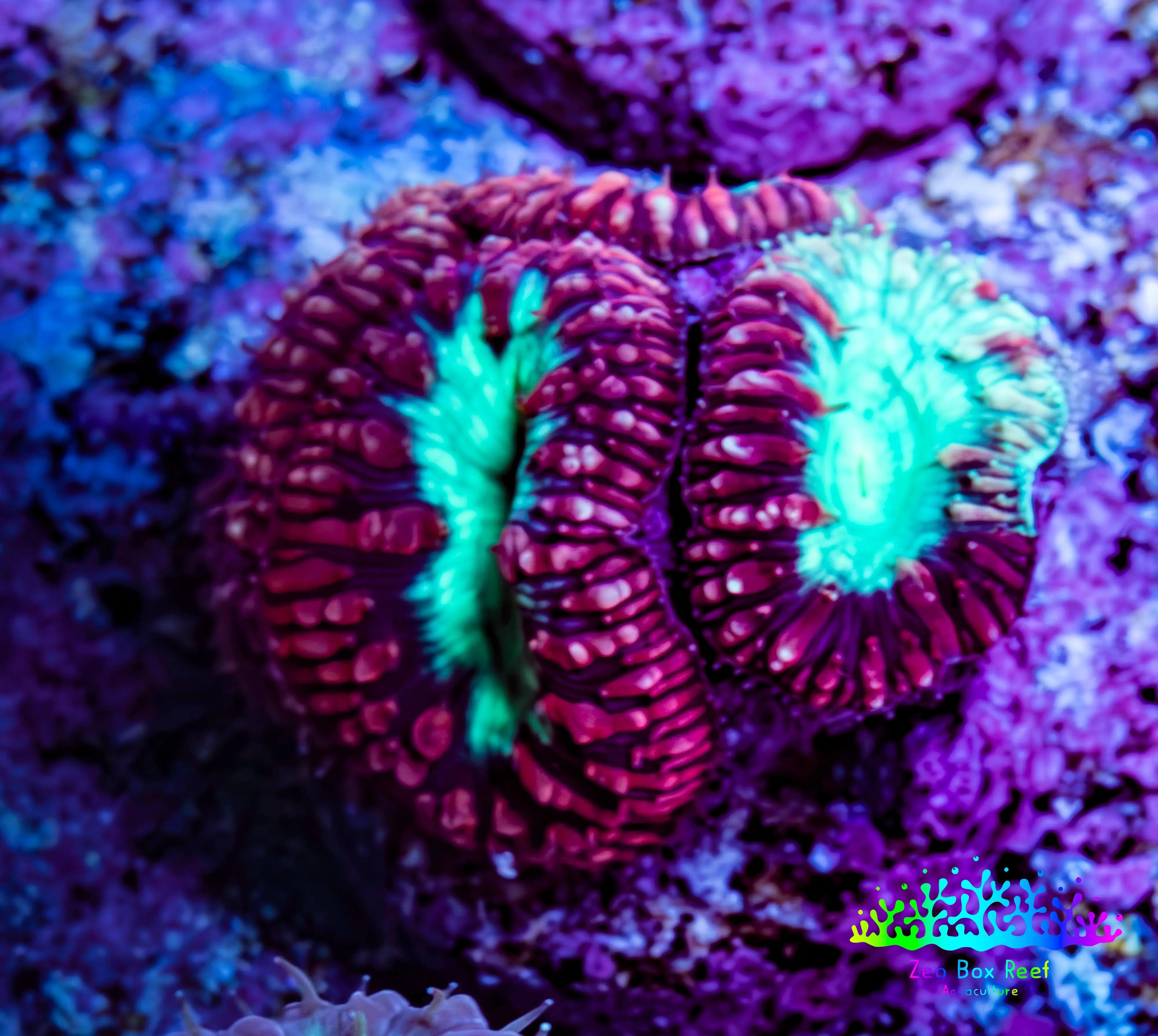 Ultra Blastomussa Wellsi Coral Frag WYSIWYG A2R4B2