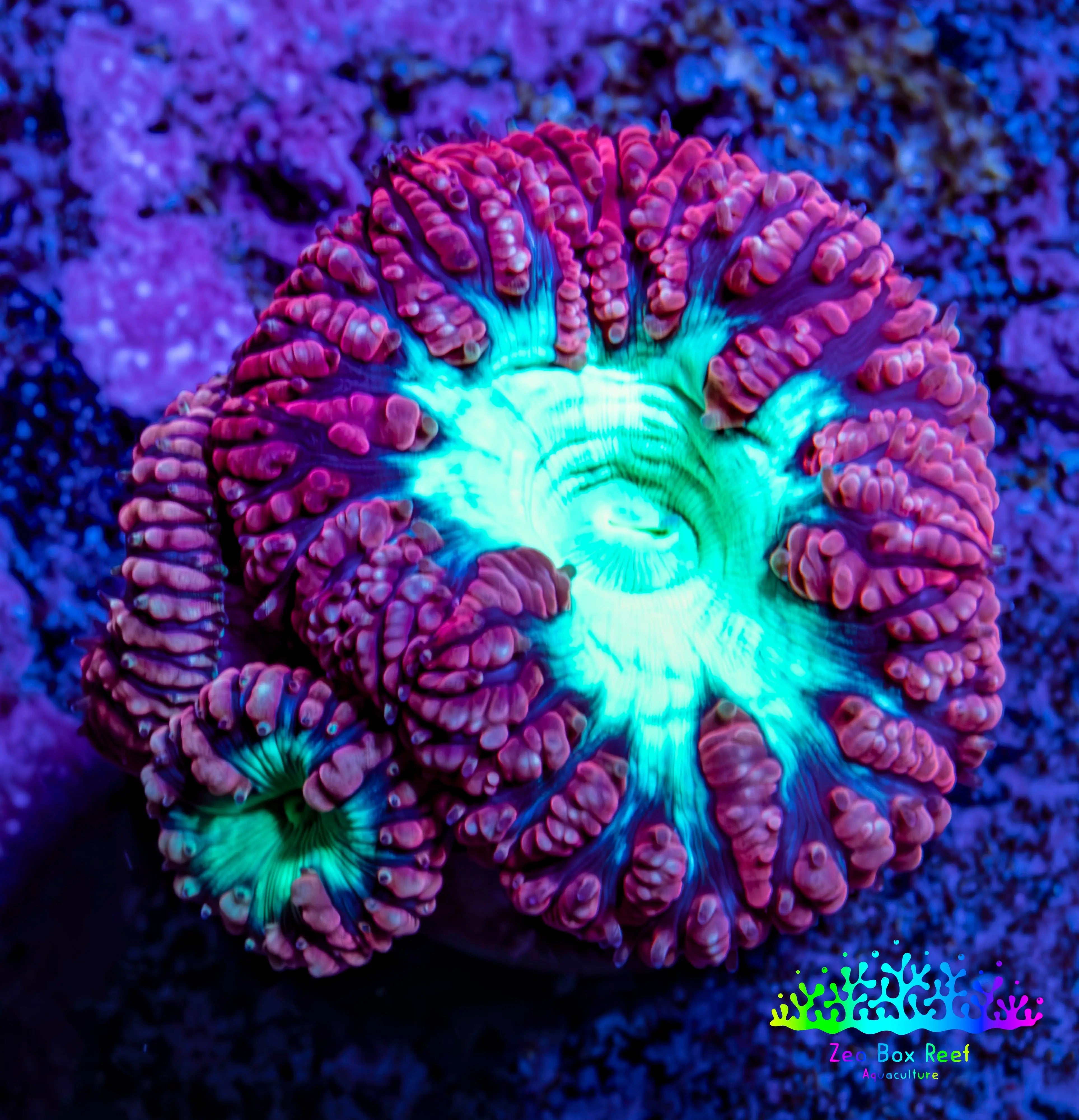Ultra Blastomussa Wellsi Coral Frag WYSIWYG A2R4B2