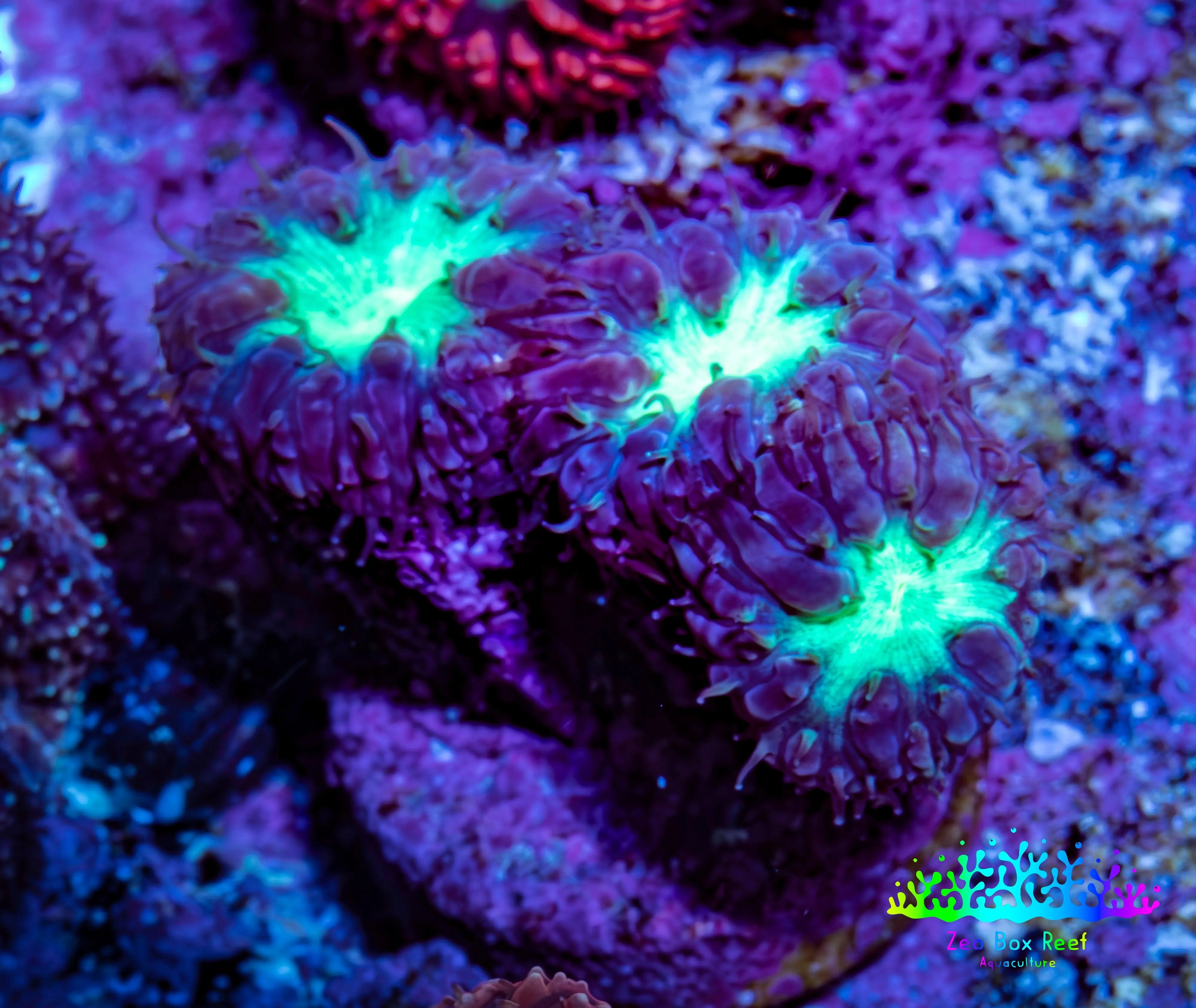 Ultra Blastomussa Wellsi Coral Frag WYSIWYG A3R4B2