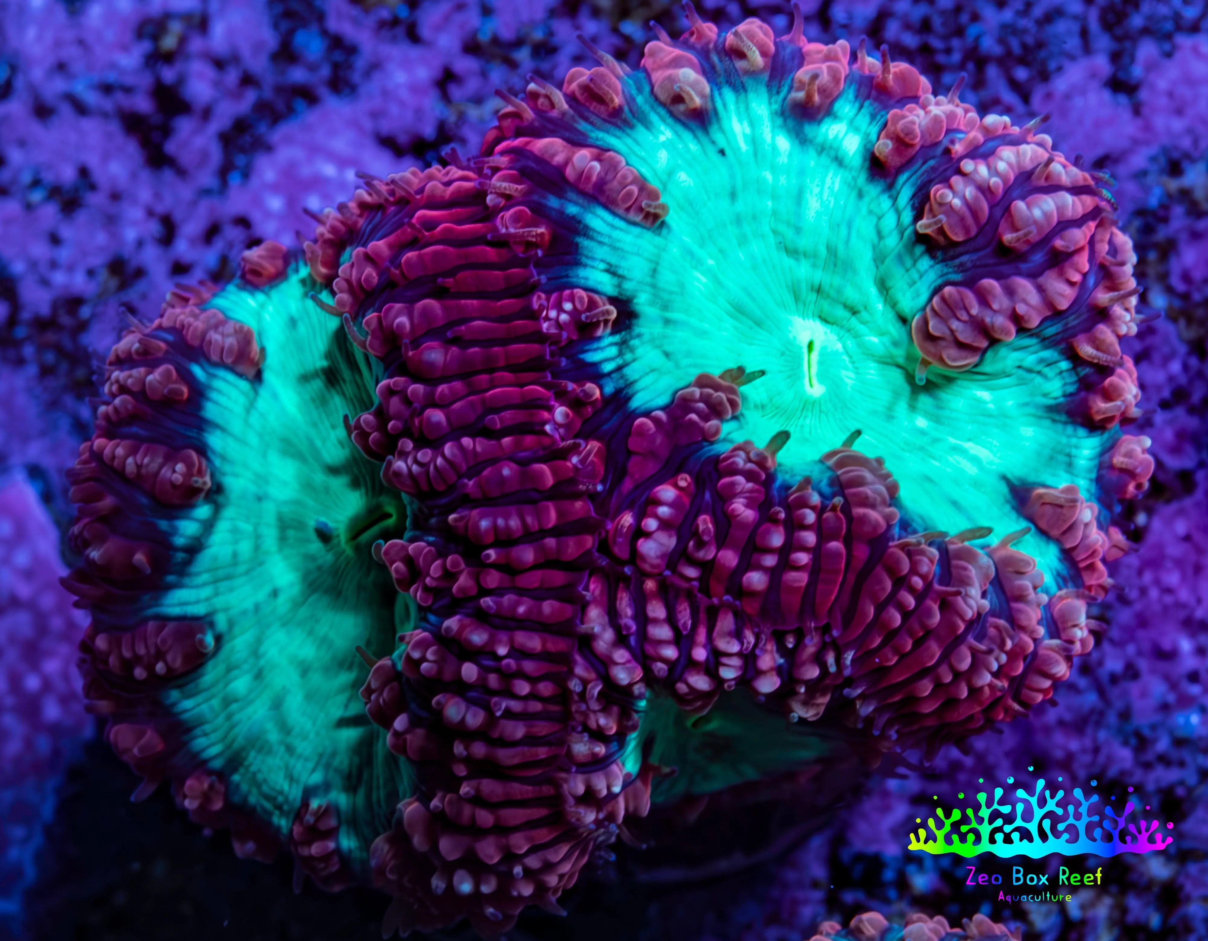 Ultra Blastomussa Wellsi Coral Frag WYSIWYG B1R4B2
