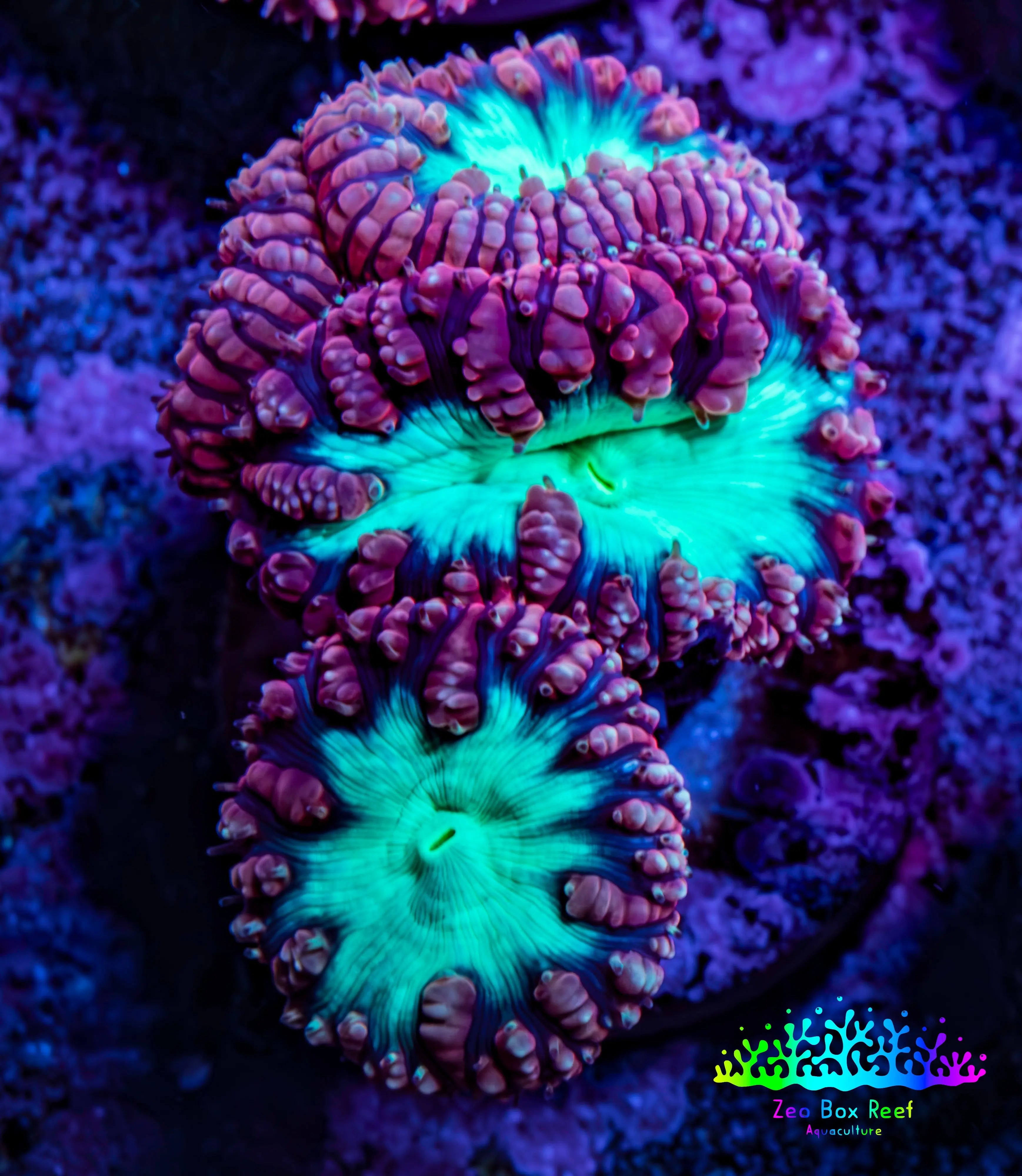 Ultra Blastomussa Wellsi Coral Frag WYSIWYG B2R4B2