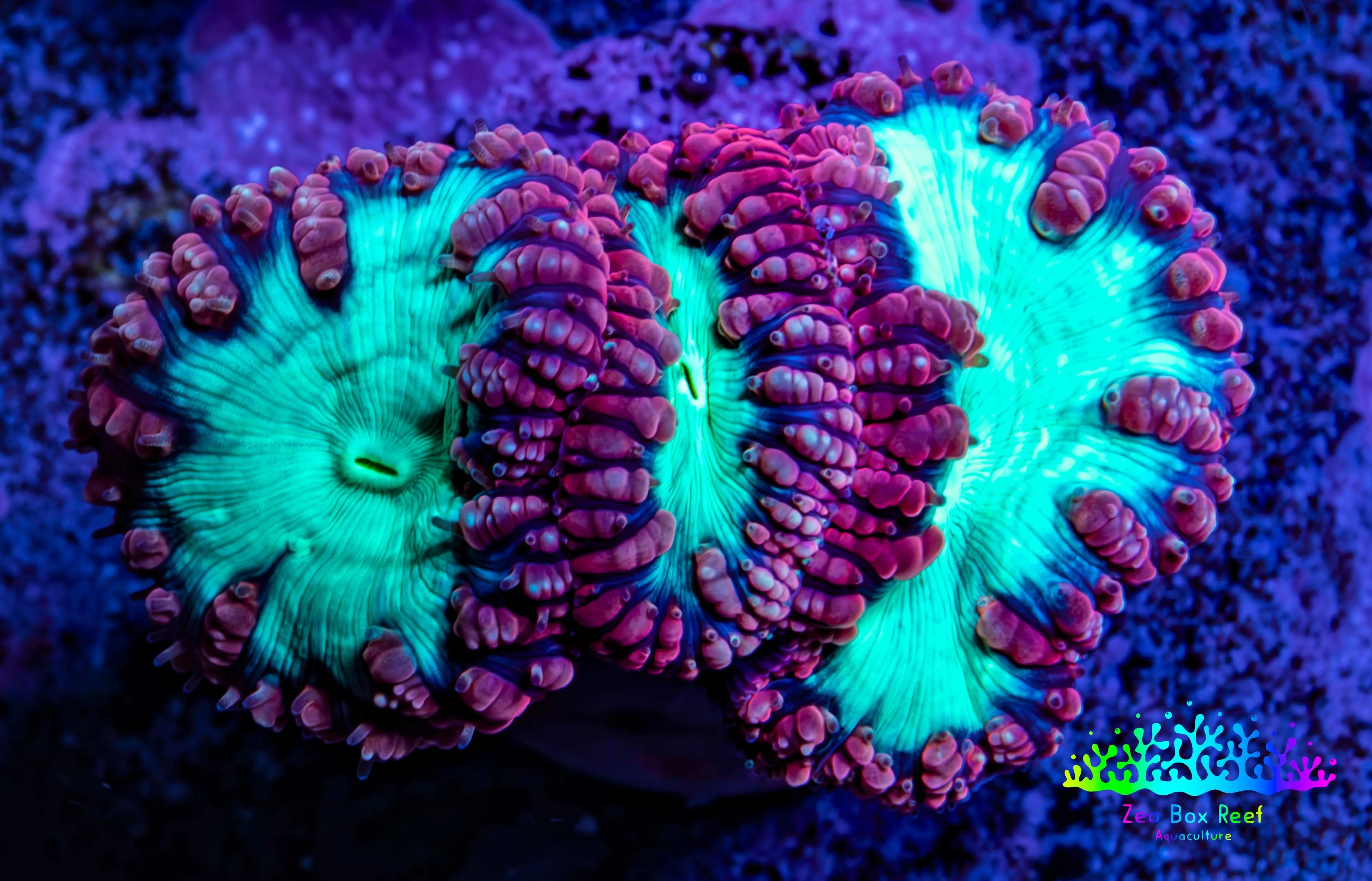 Ultra Blastomussa Wellsi Coral Frag WYSIWYG B3R4B2