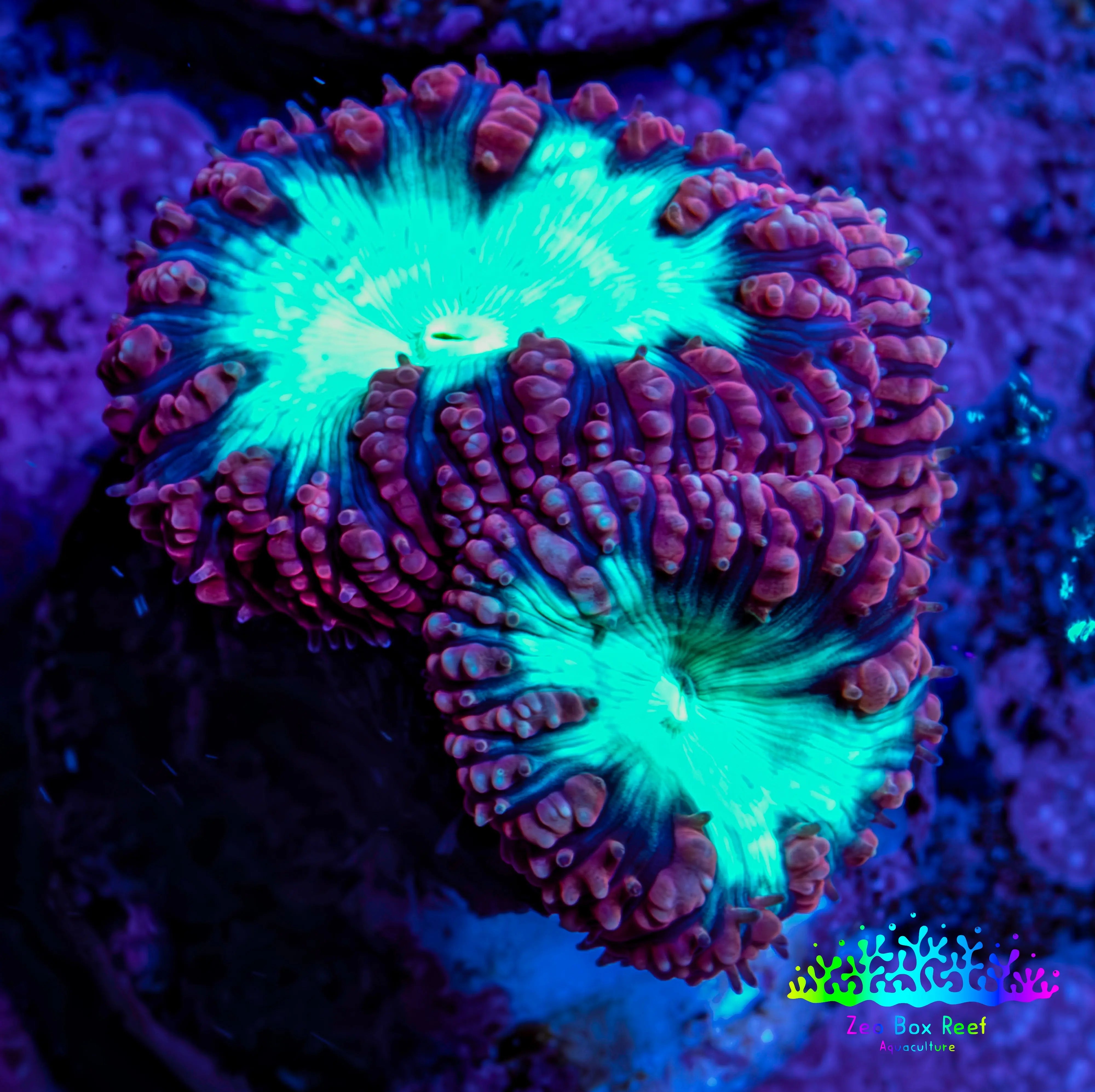 Ultra Blastomussa Wellsi Coral Frag WYSIWYG E8R4B2