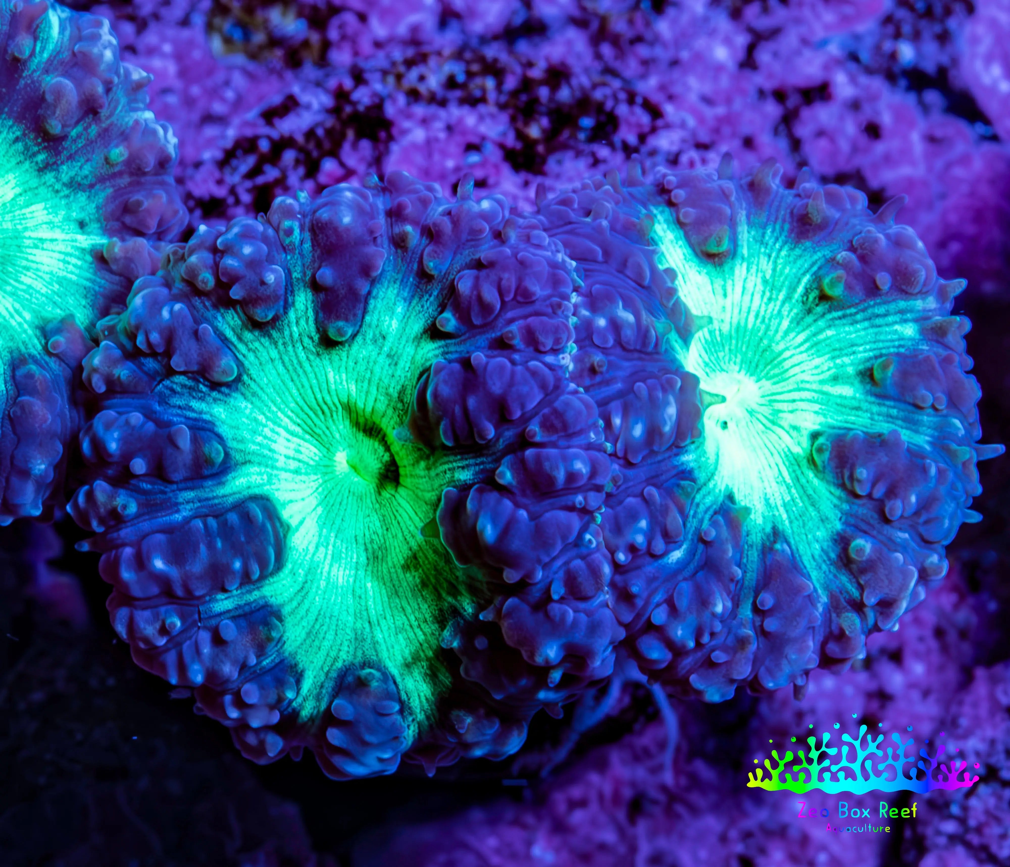Ultra Blastomussa Wellsi Coral Frag WYSIWYG F10R4B2