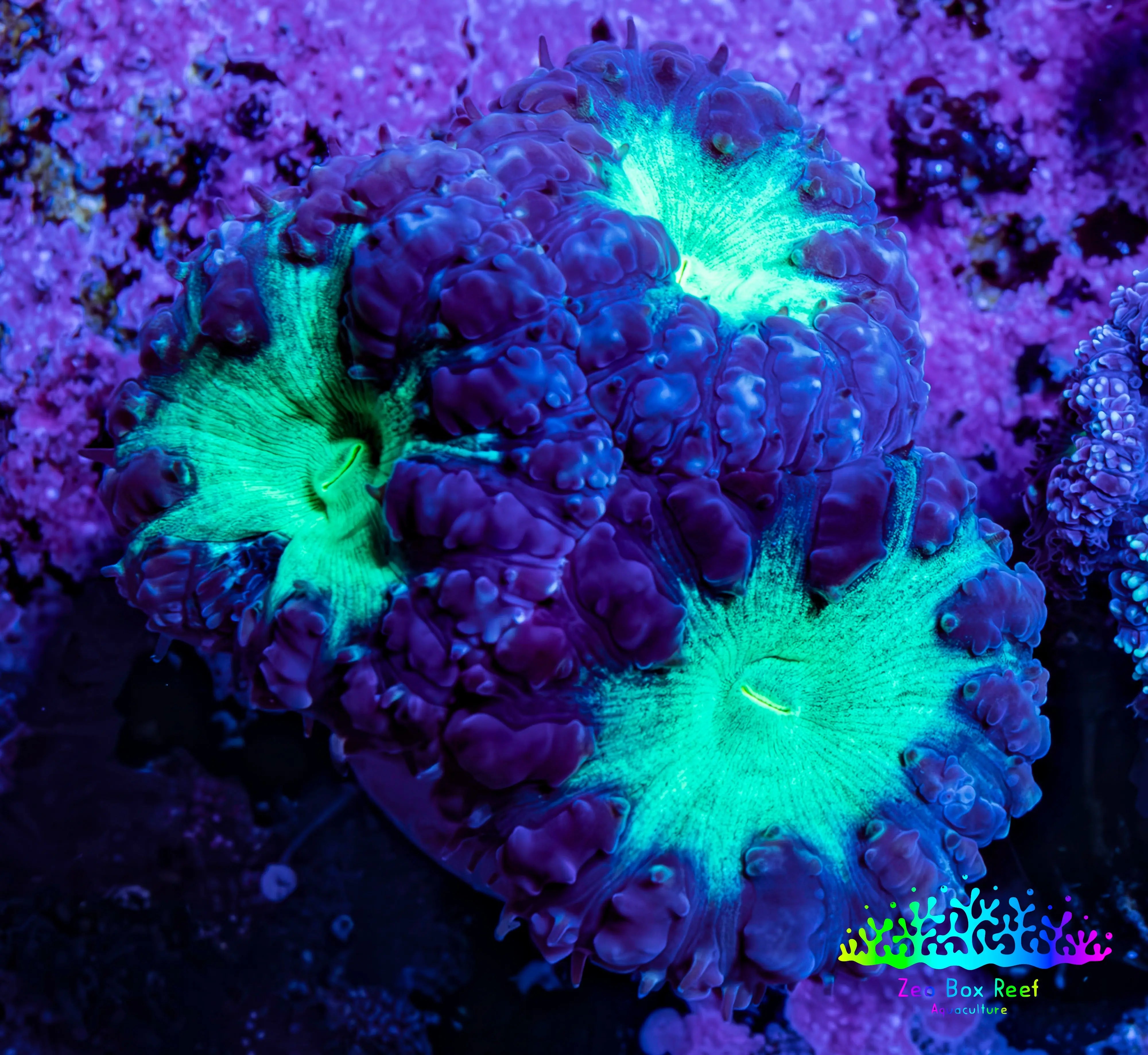 Ultra Blastomussa Wellsi Coral Frag WYSIWYG F7R4B2