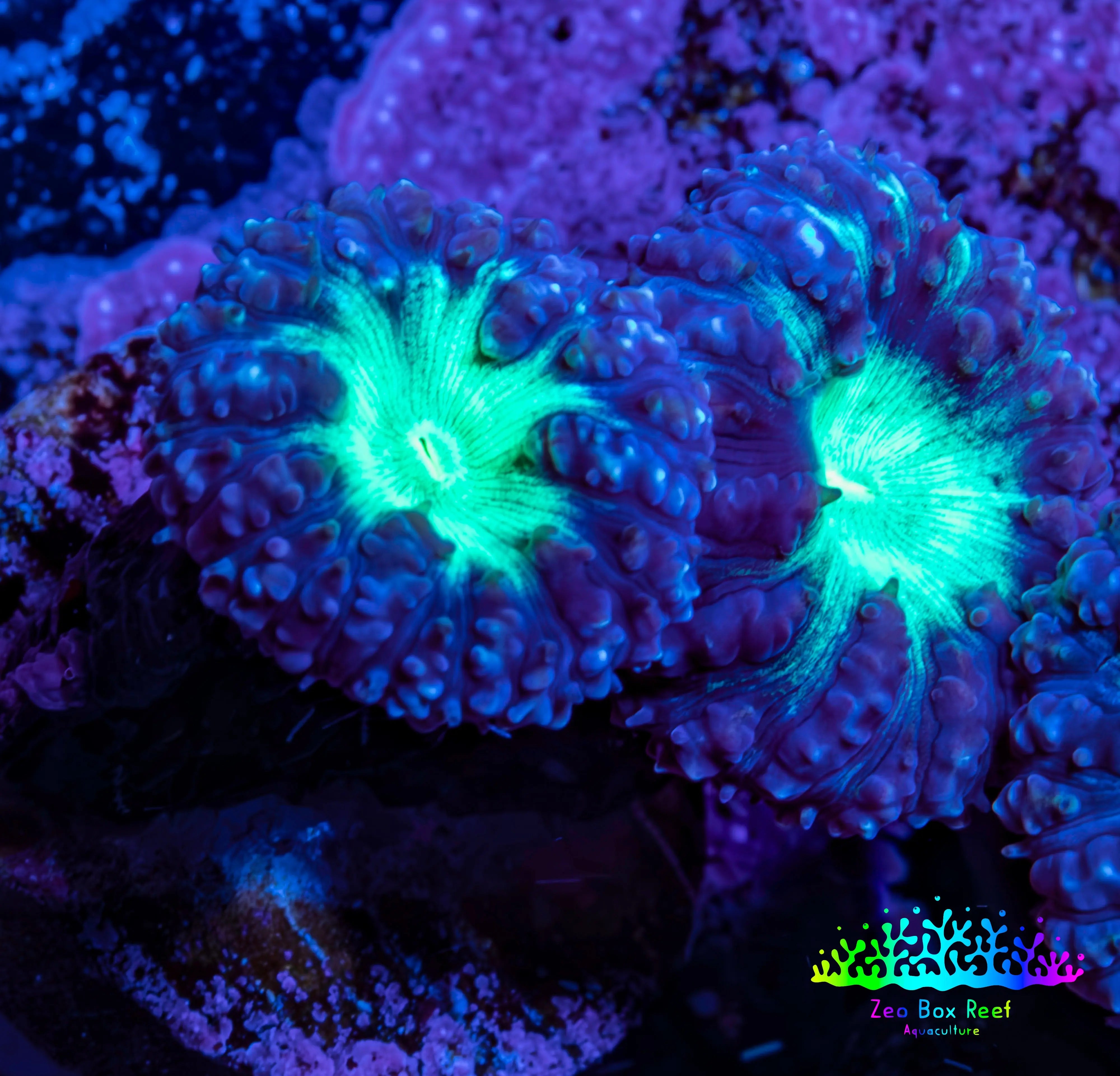 Ultra Blastomussa Wellsi Coral Frag WYSIWYG F9R4B2