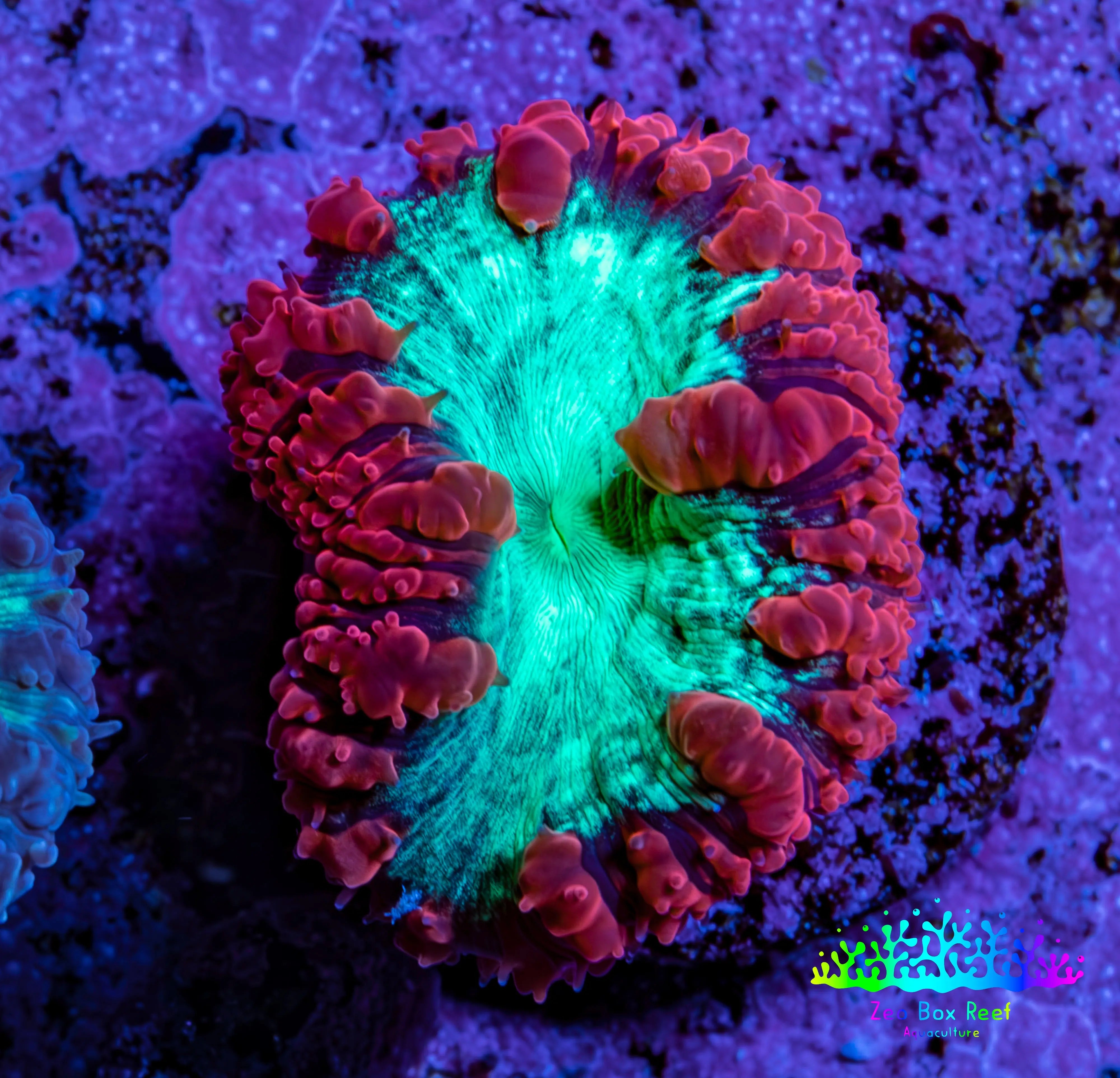 Ultra Blastomussa Wellsi Coral Frag WYSIWYG F11R4B2
